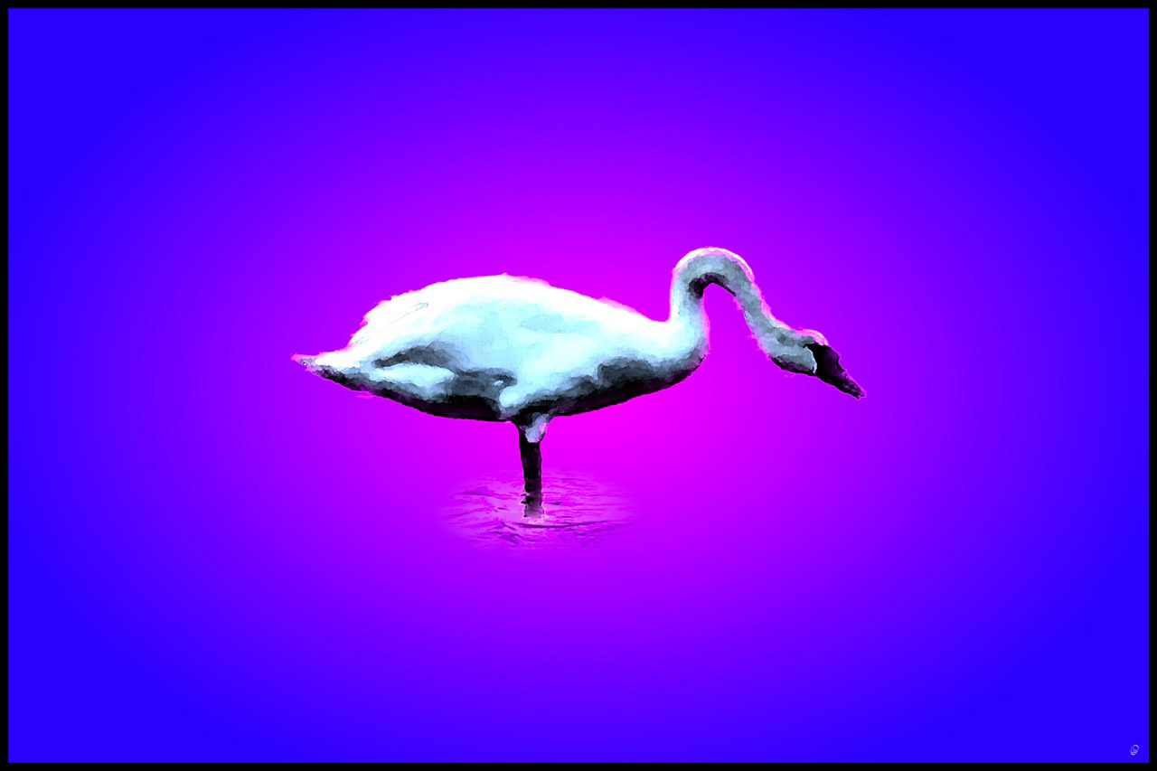 Ugly Duckling Pink&Blue