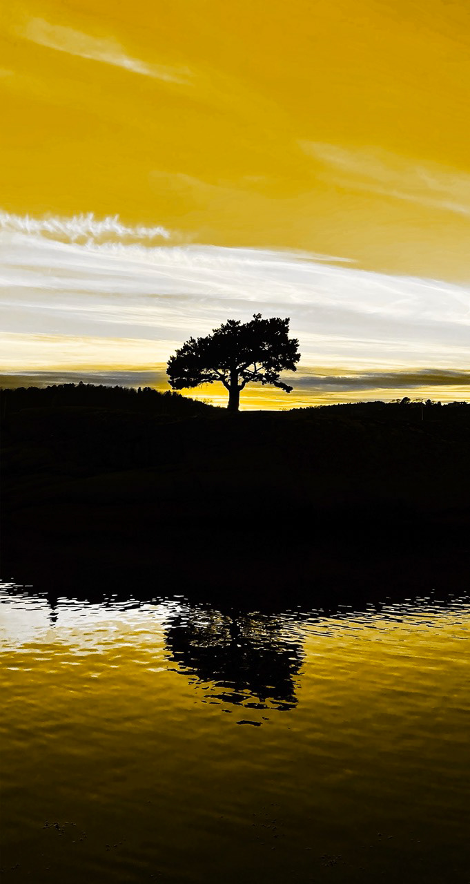 Bonsai Yellow