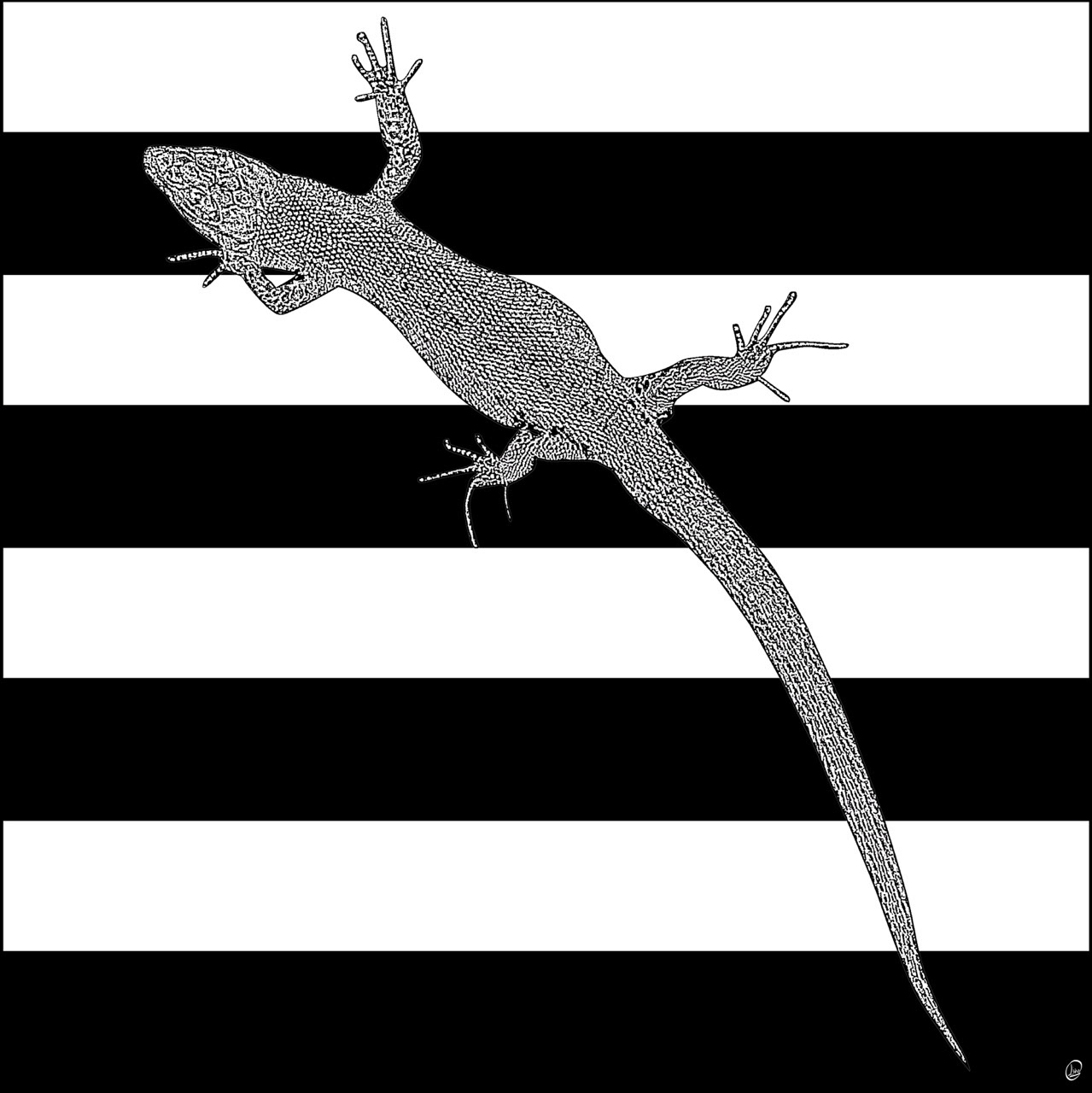 B&W Gekko