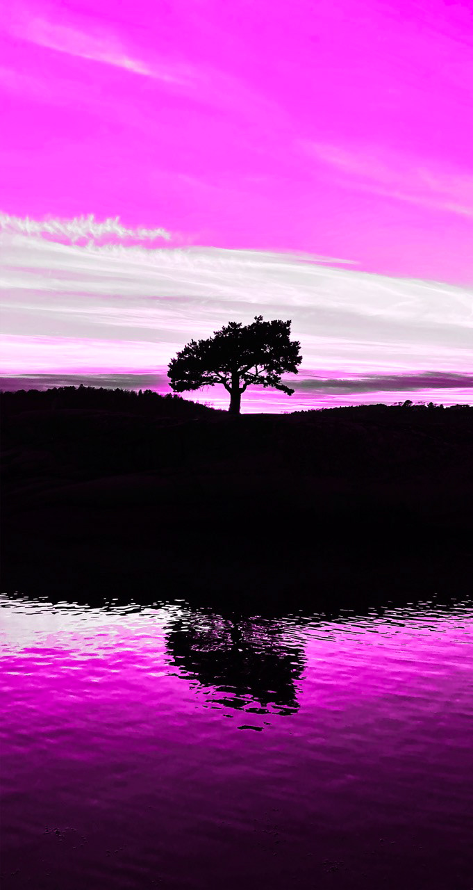 Bonsai Pink