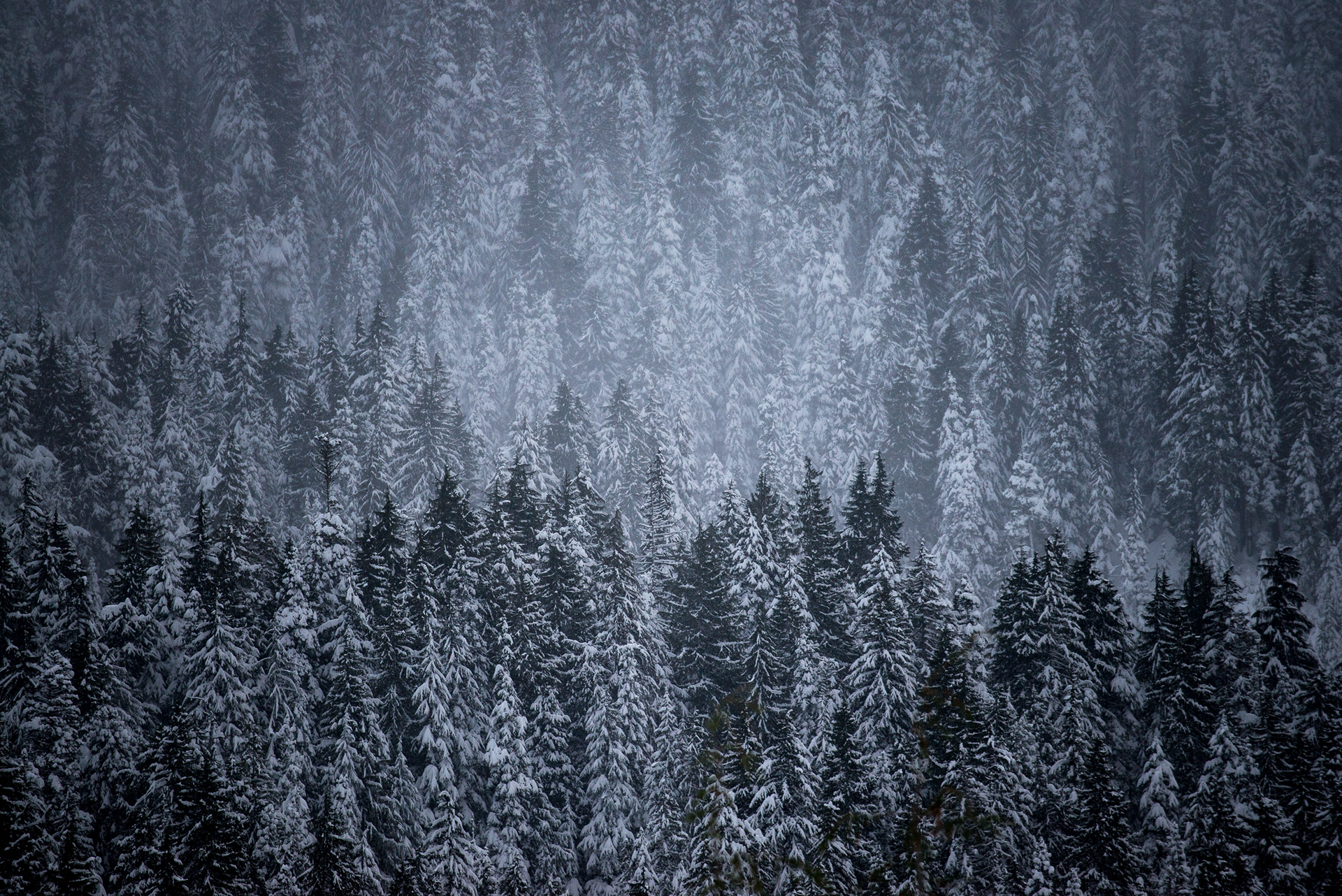 ‘Blizzard in the Forrest’