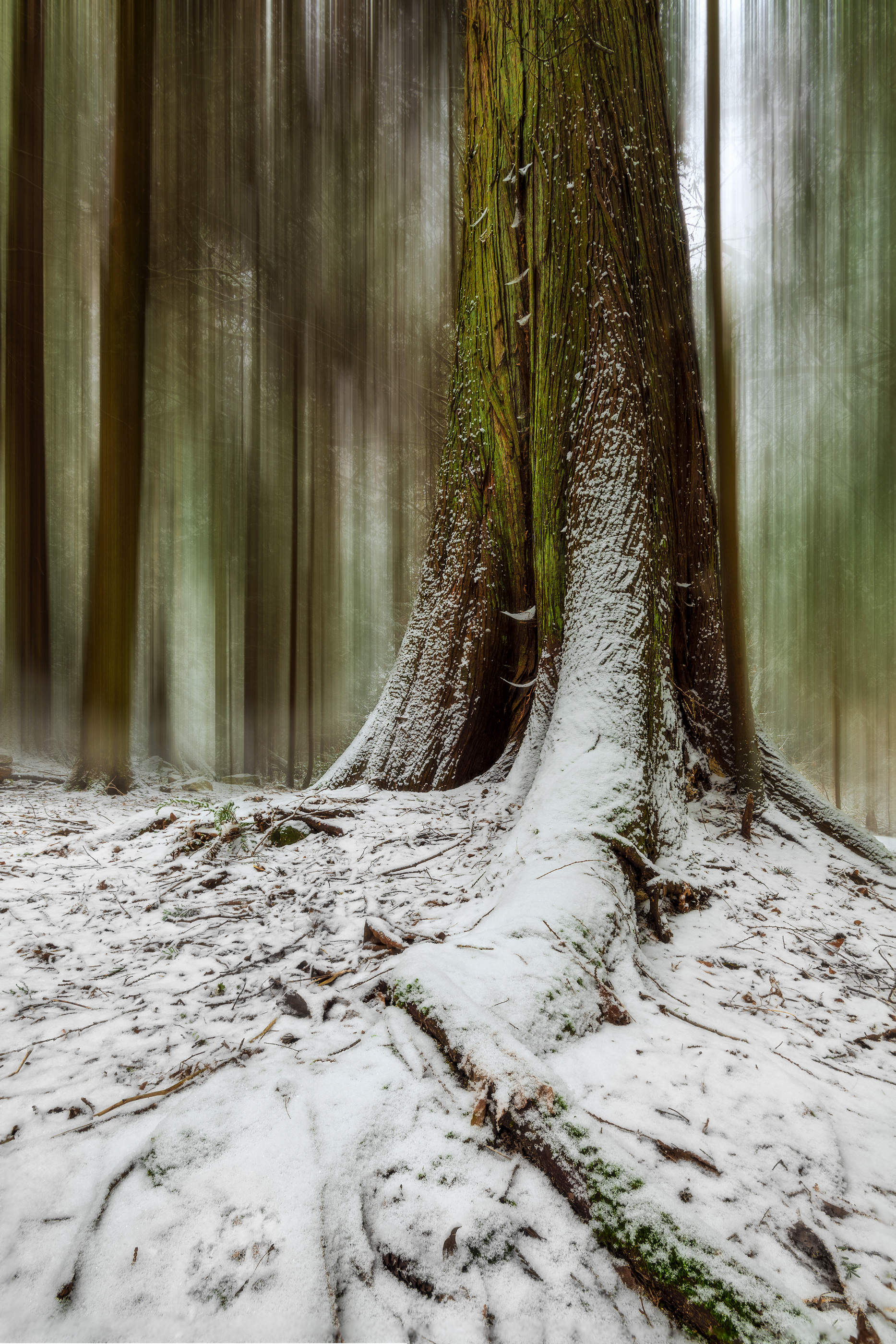 ‘Laying Roots’