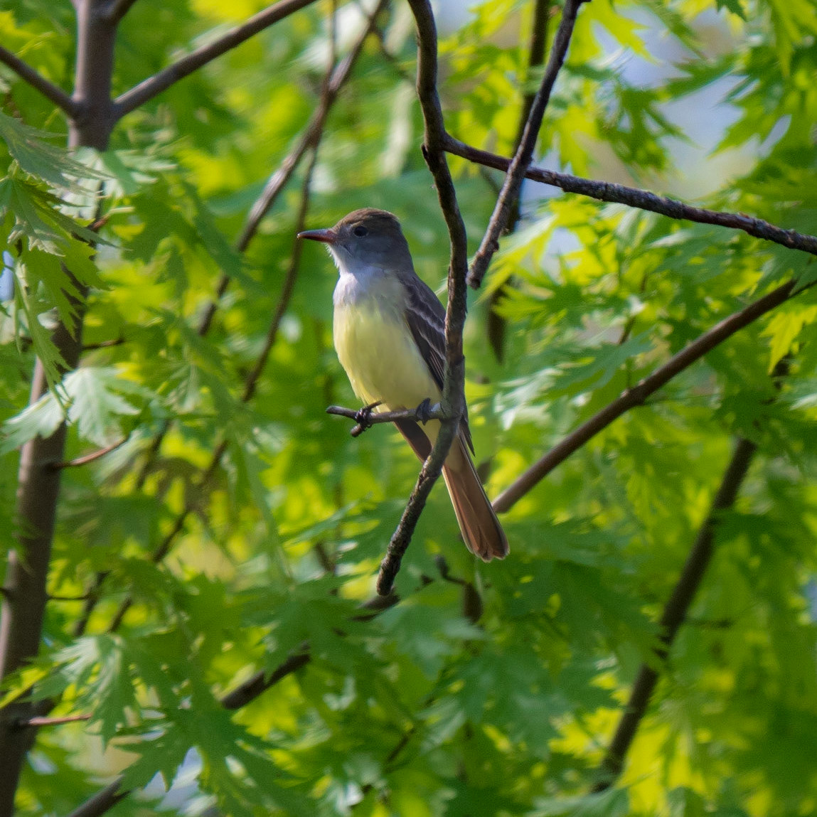 Great Crested Flycatcher