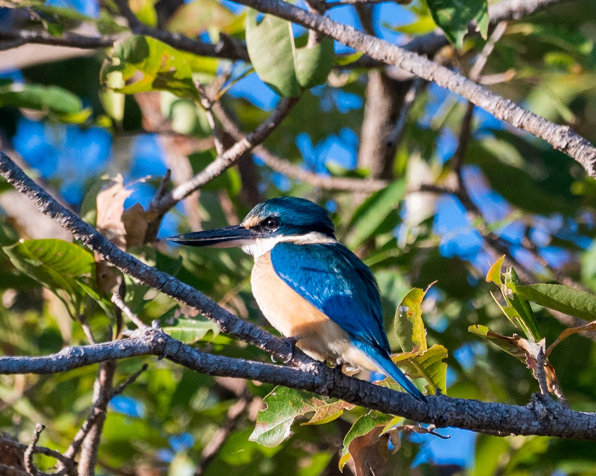 Sacred Kingfisher