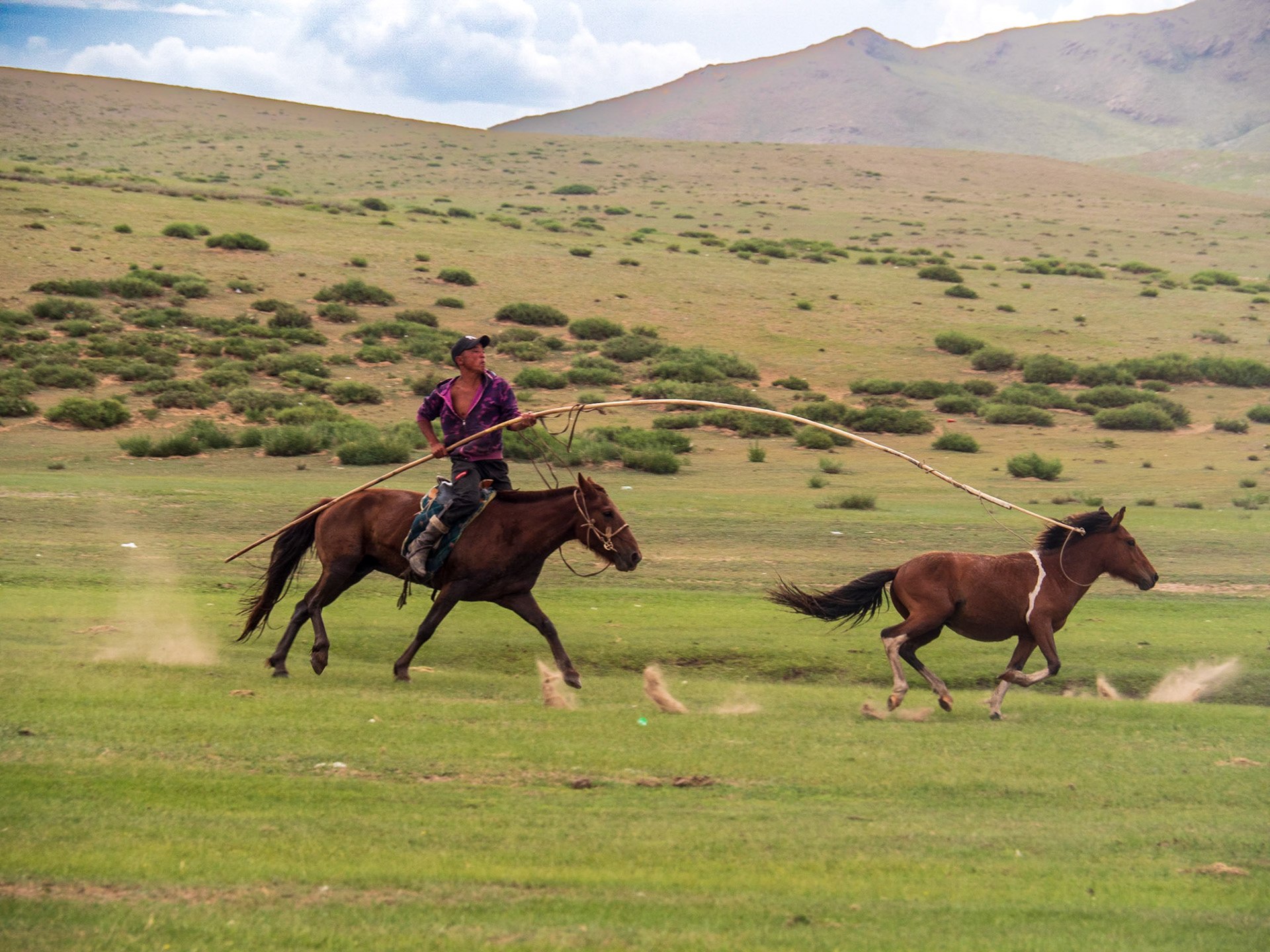 Lassoeing a Wild Horse