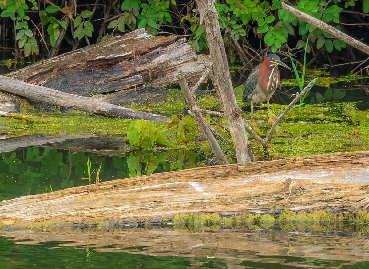 Green Heron, Galien River