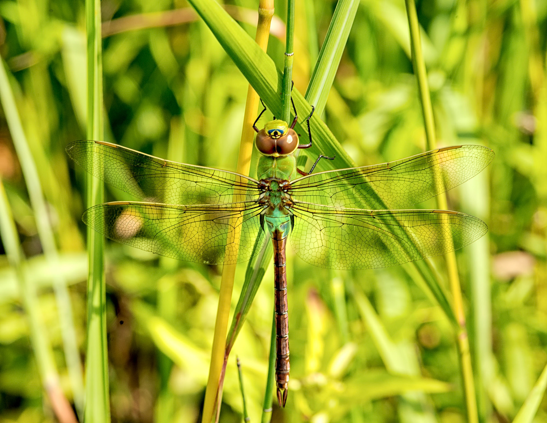 Dragon Fly