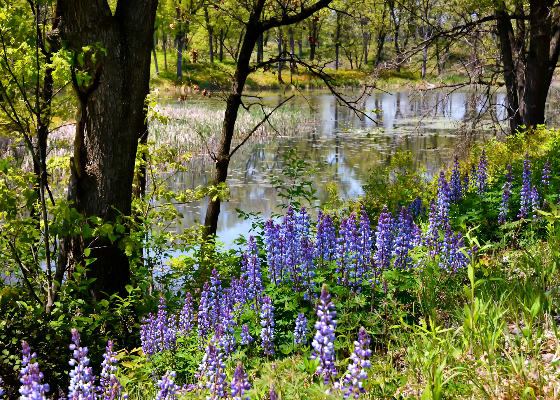 Miller Woods, National Dunes Lakeshore Park, Indiana