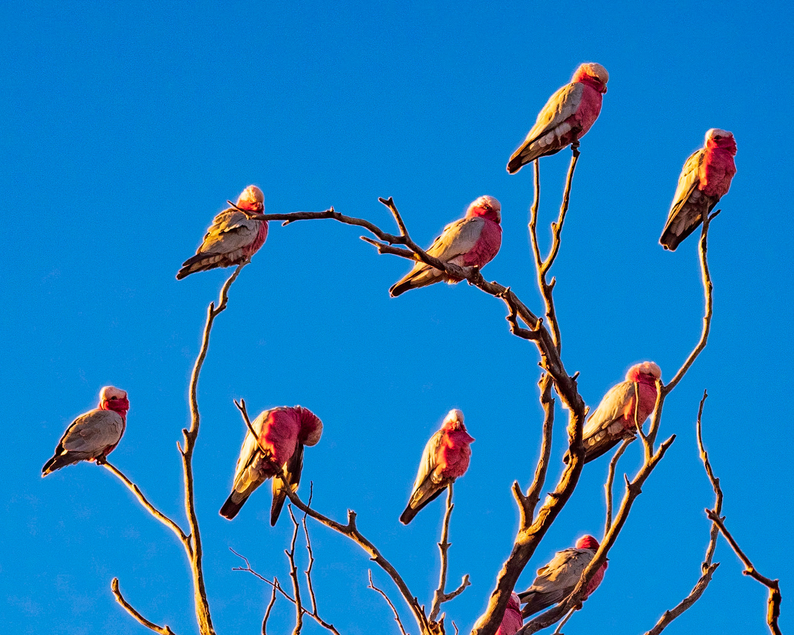 A tree of galahs