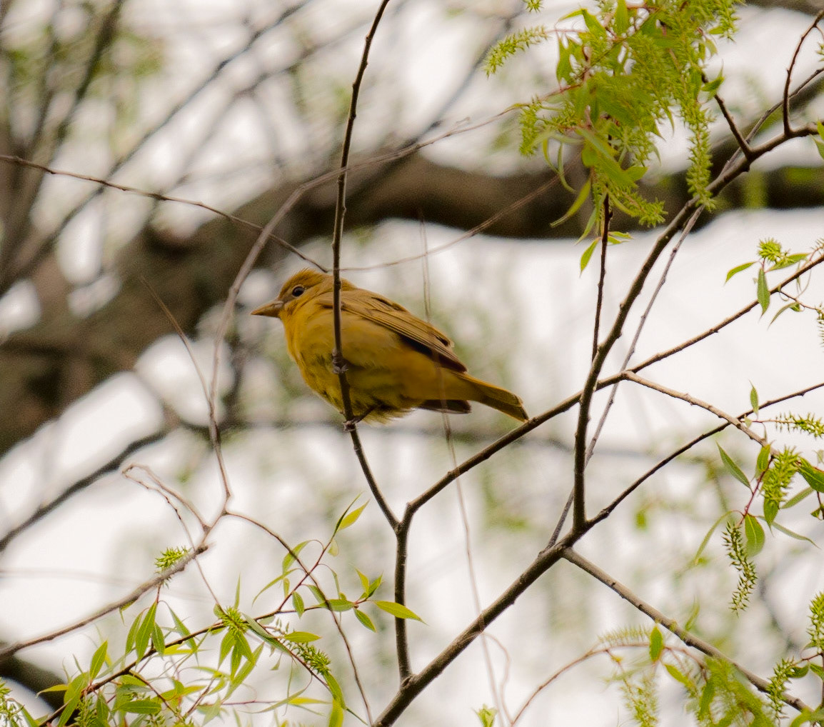 Female Tanager