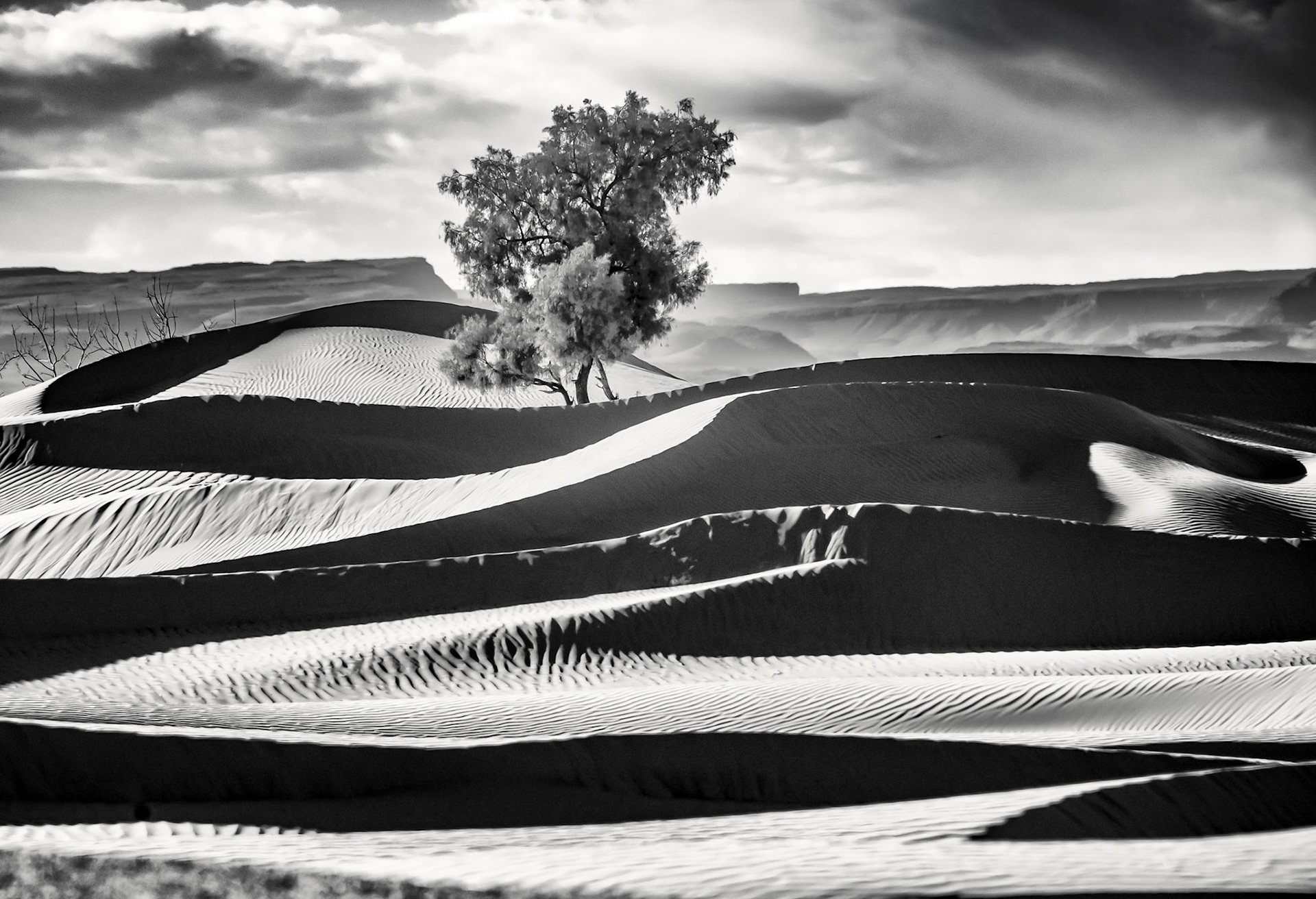 A Lone Tree in the Sahara Desert