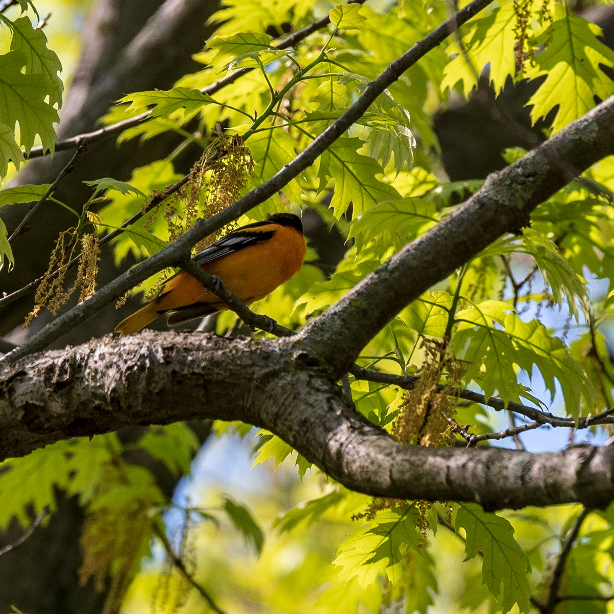 Baltimore Oriole
