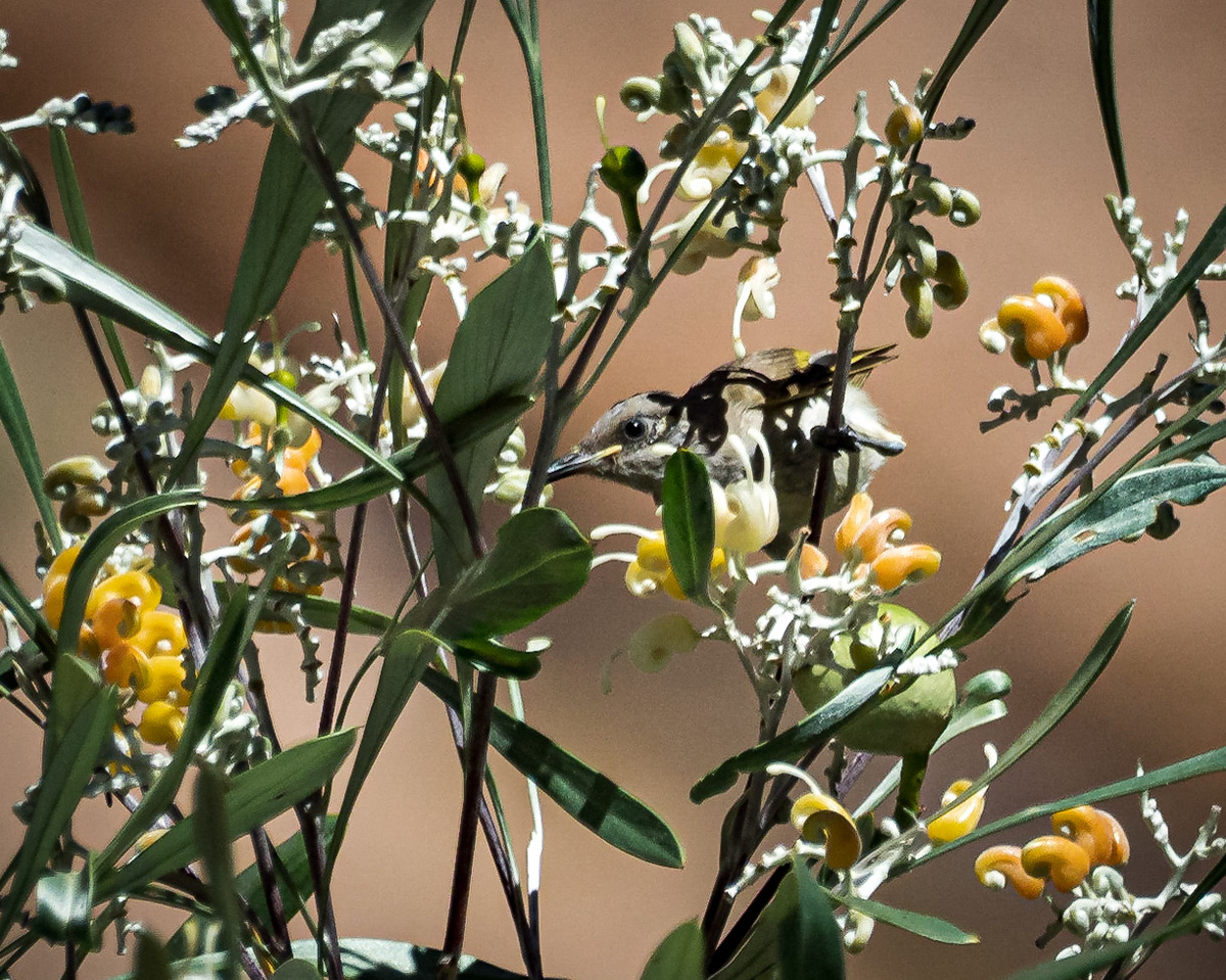 Bown-headed Honeyeater
