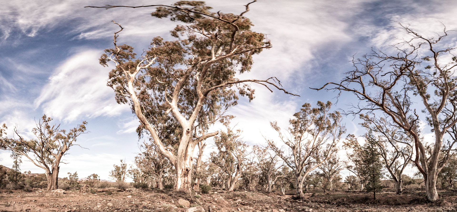 Gum Tree Panorama