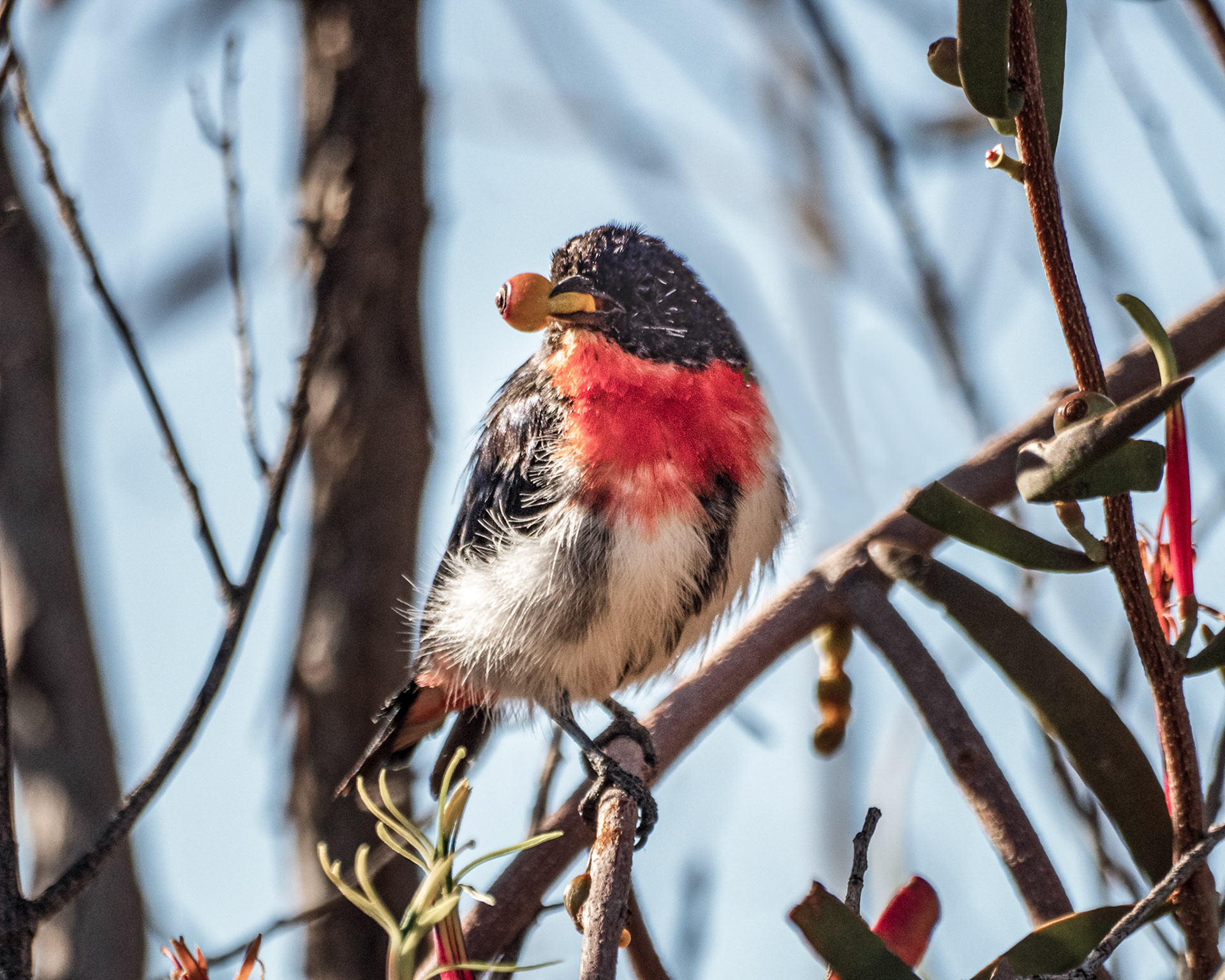 Mistletoe Bird