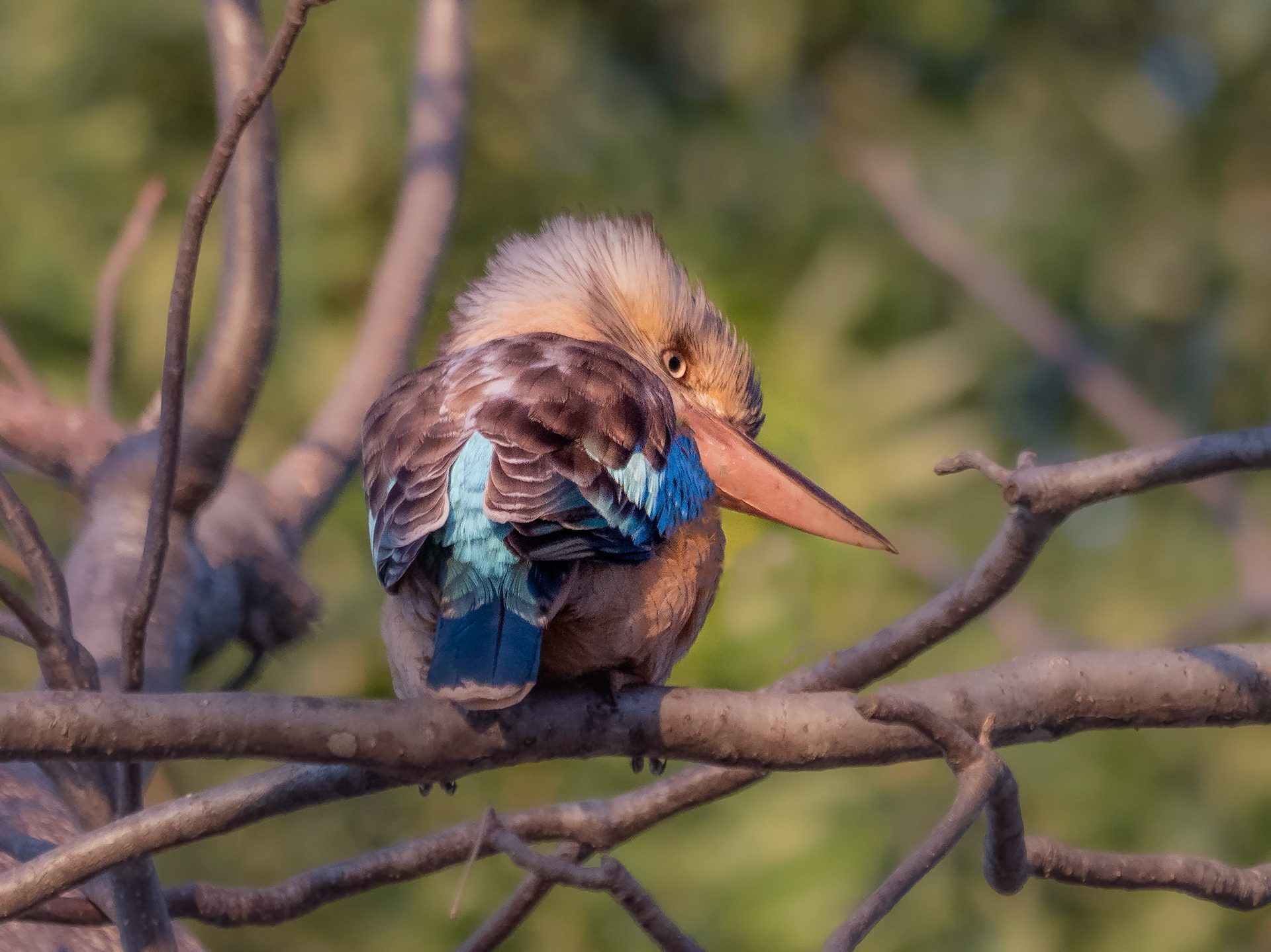 Laughing Kookaburra!