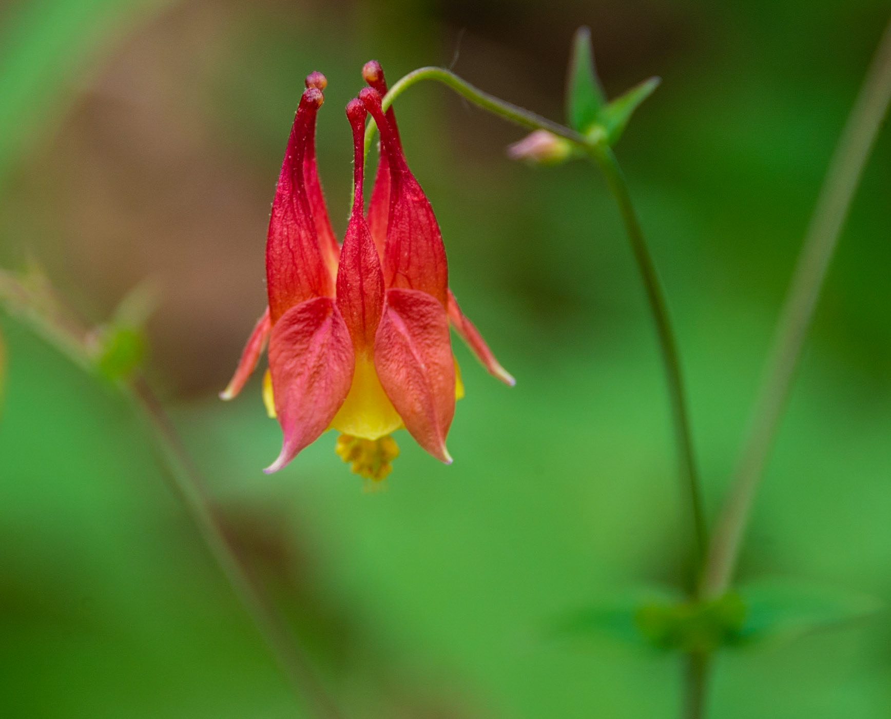 Columbine