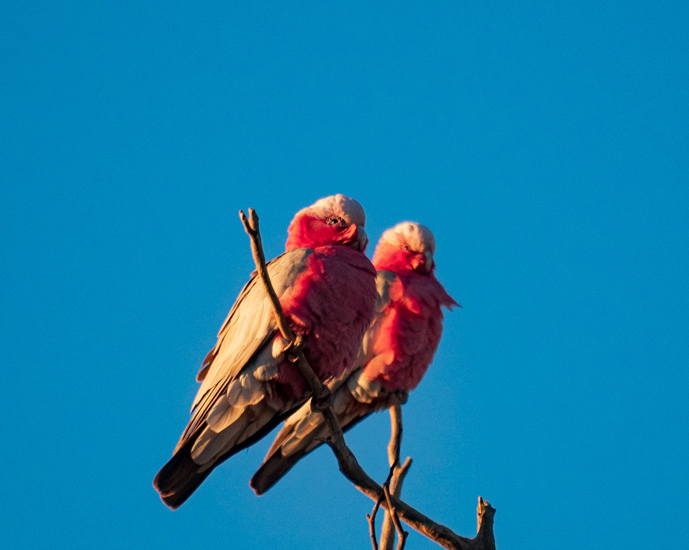 Pair of galahs
