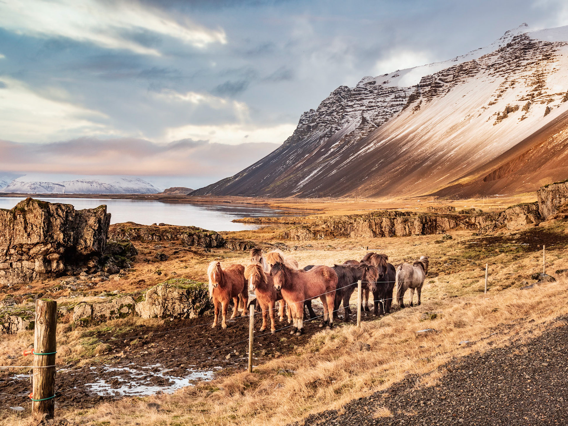 Icelandic Horse Landscape