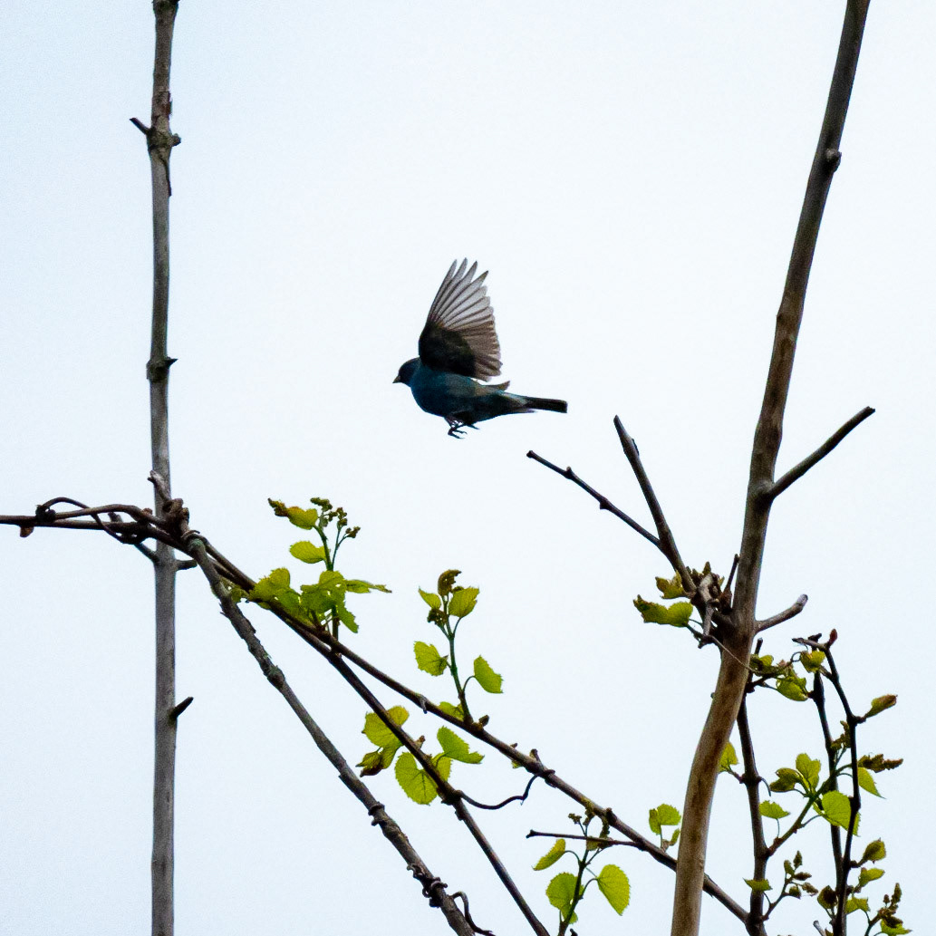 Indigo Bunting In Flight