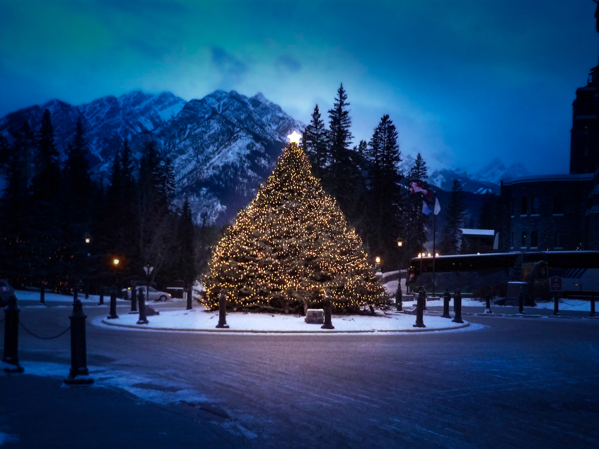 Banff Tree at Night