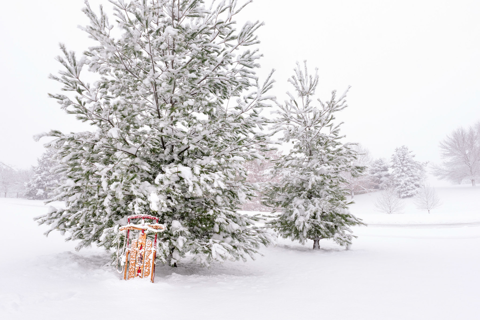 Pine Trees and Sled