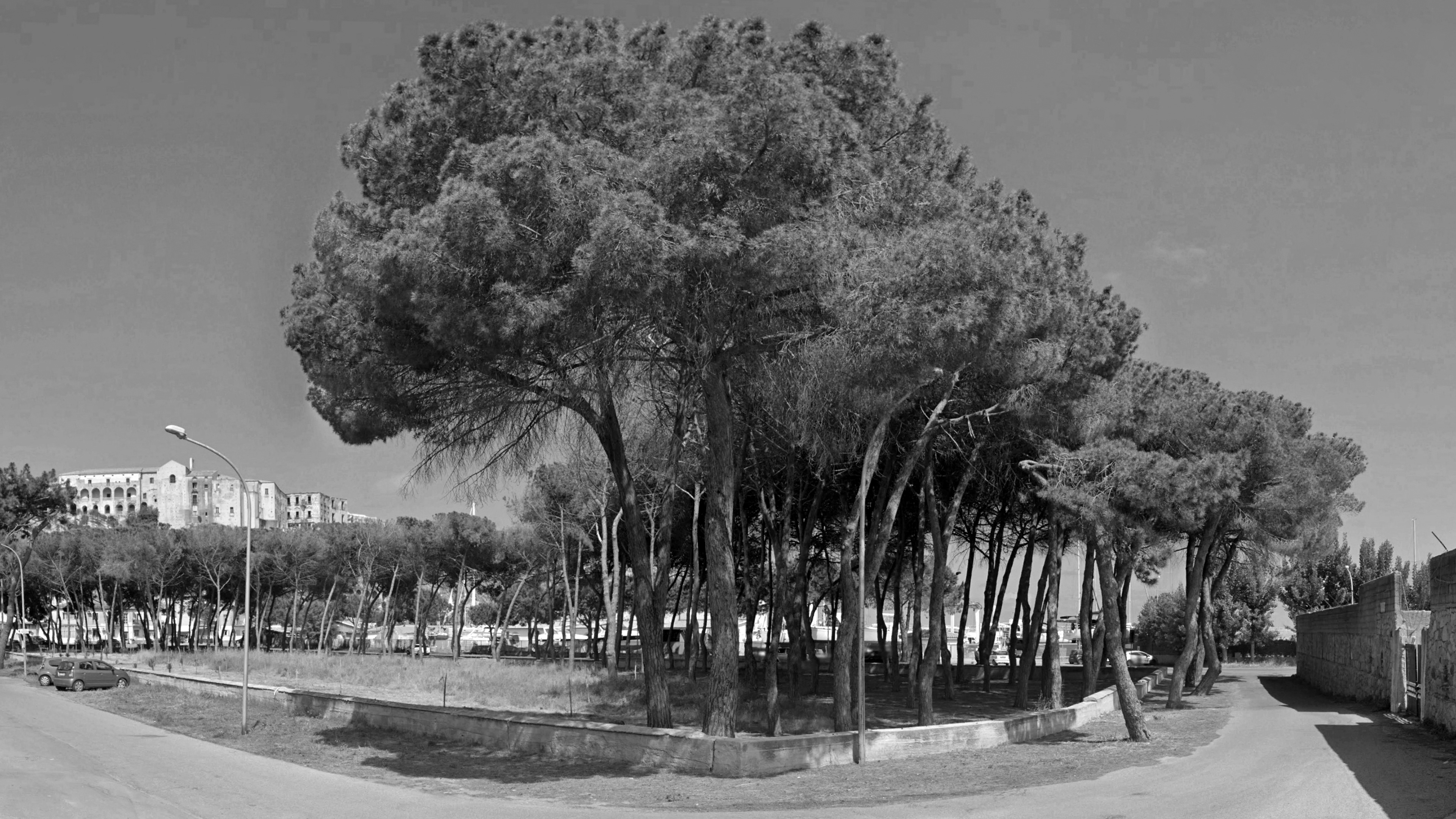 view of the pineta in front of the project site