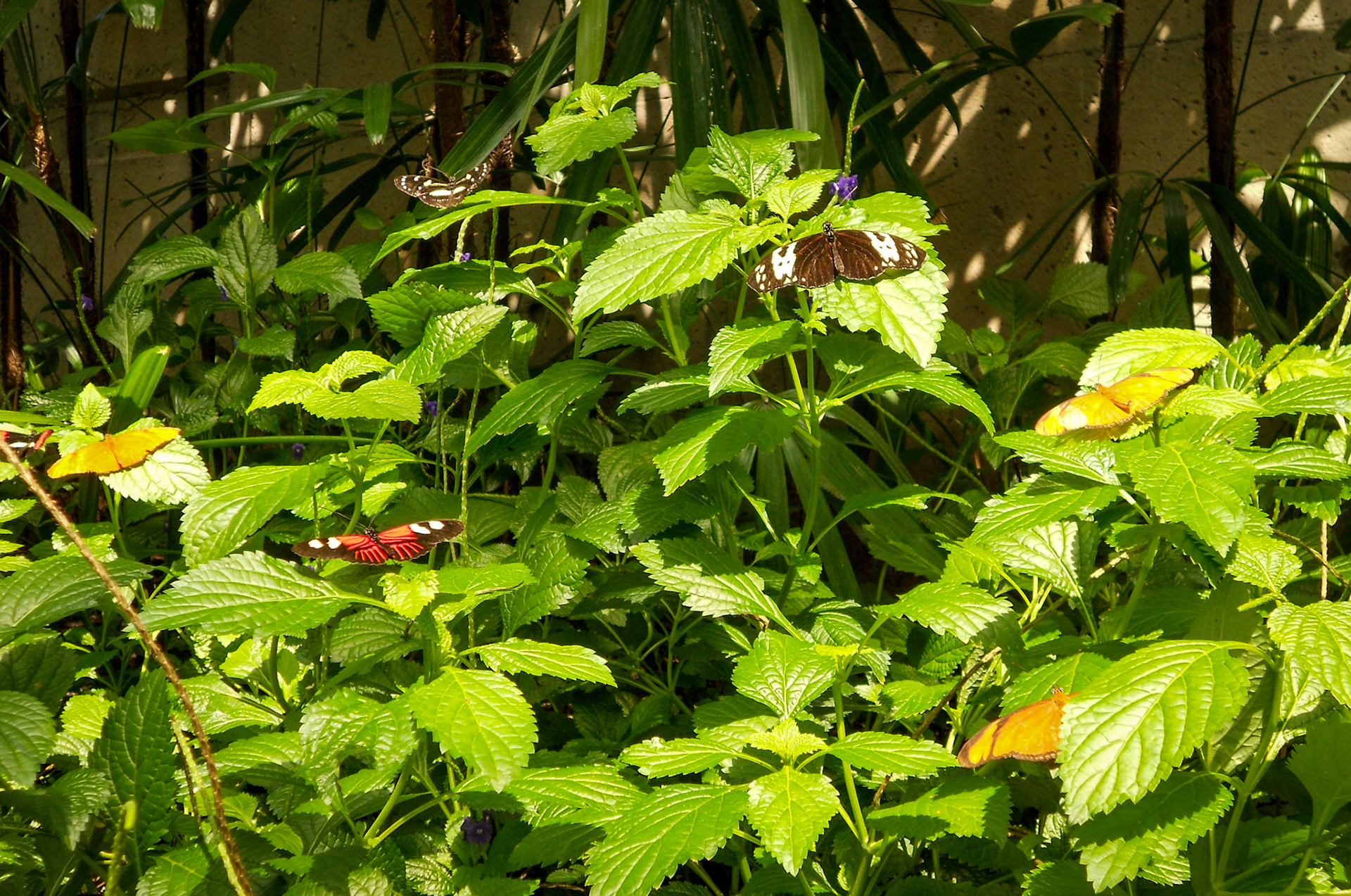 Niagara Falls Butterfly Observatory, Canada
