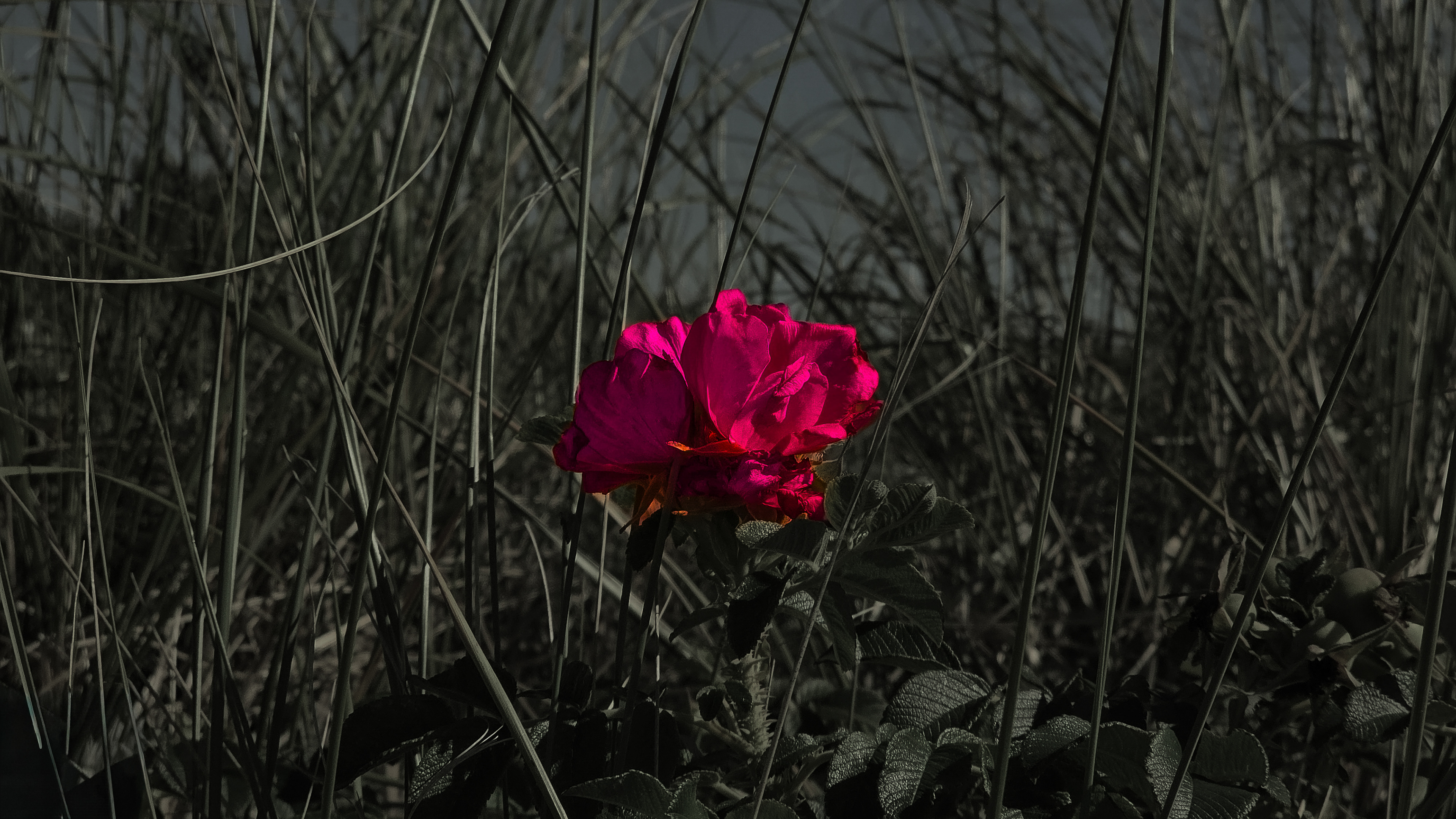 Lone Rose among a sea of thistle branches