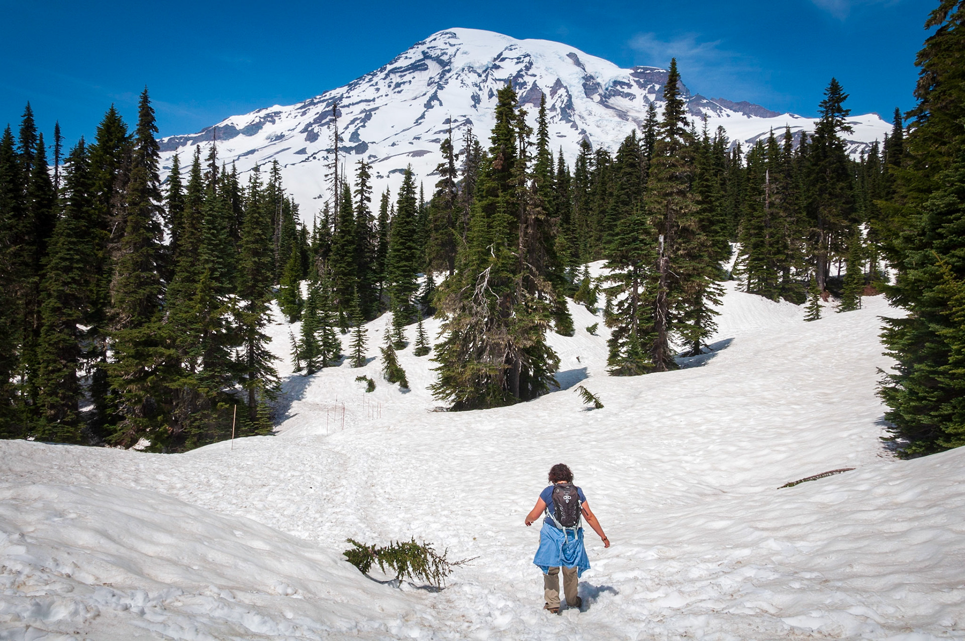 Mt Rainier, in search of wildflowers, 2018