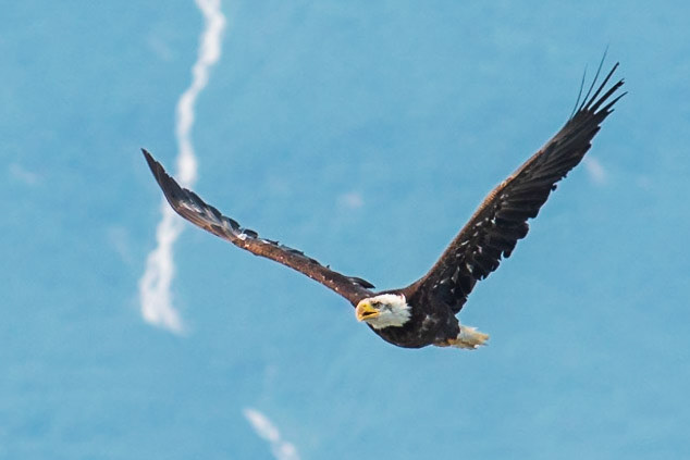 Bald Eagle, Valdez, Alaska