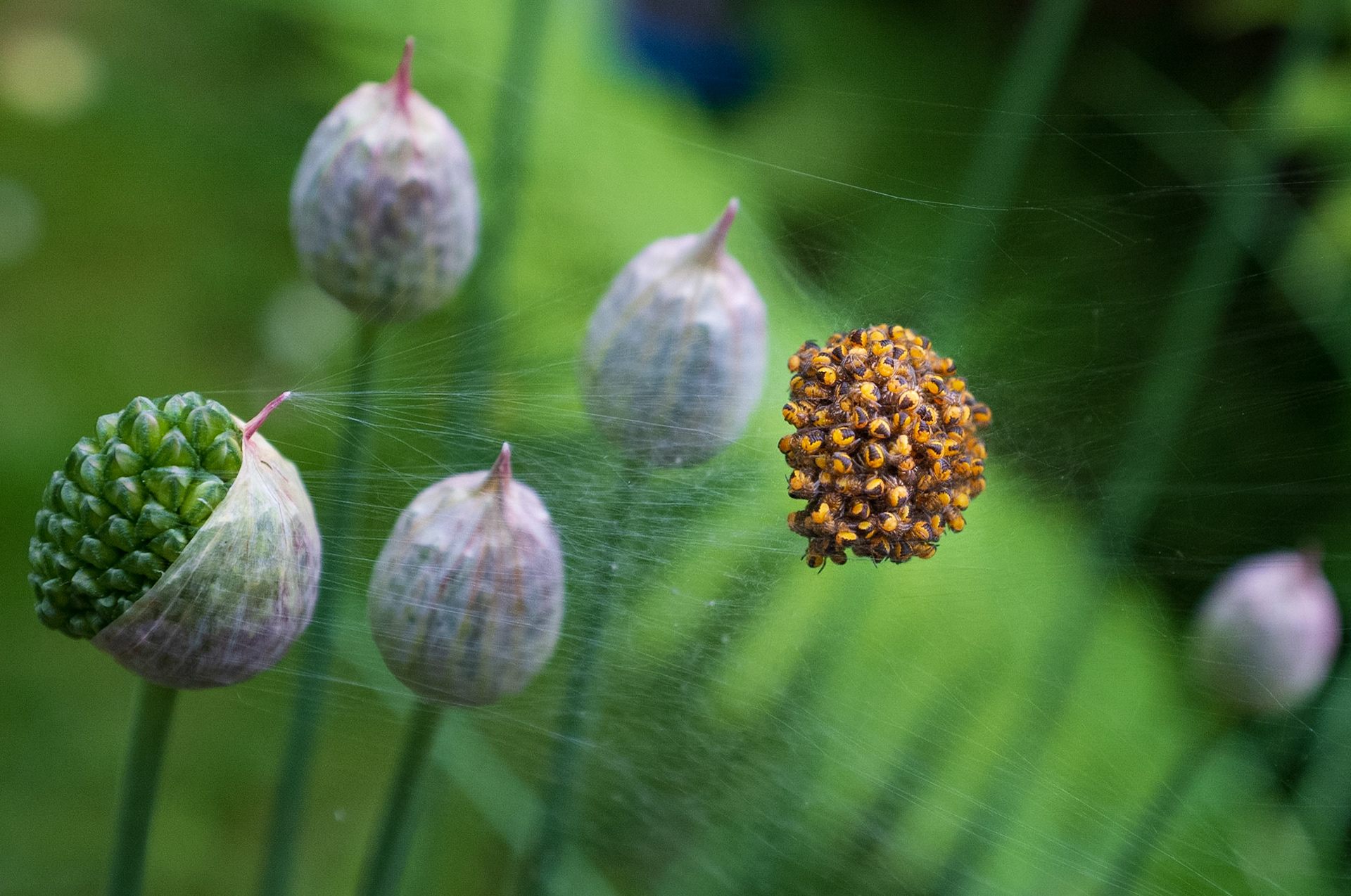 Belfast Spiders, 2013