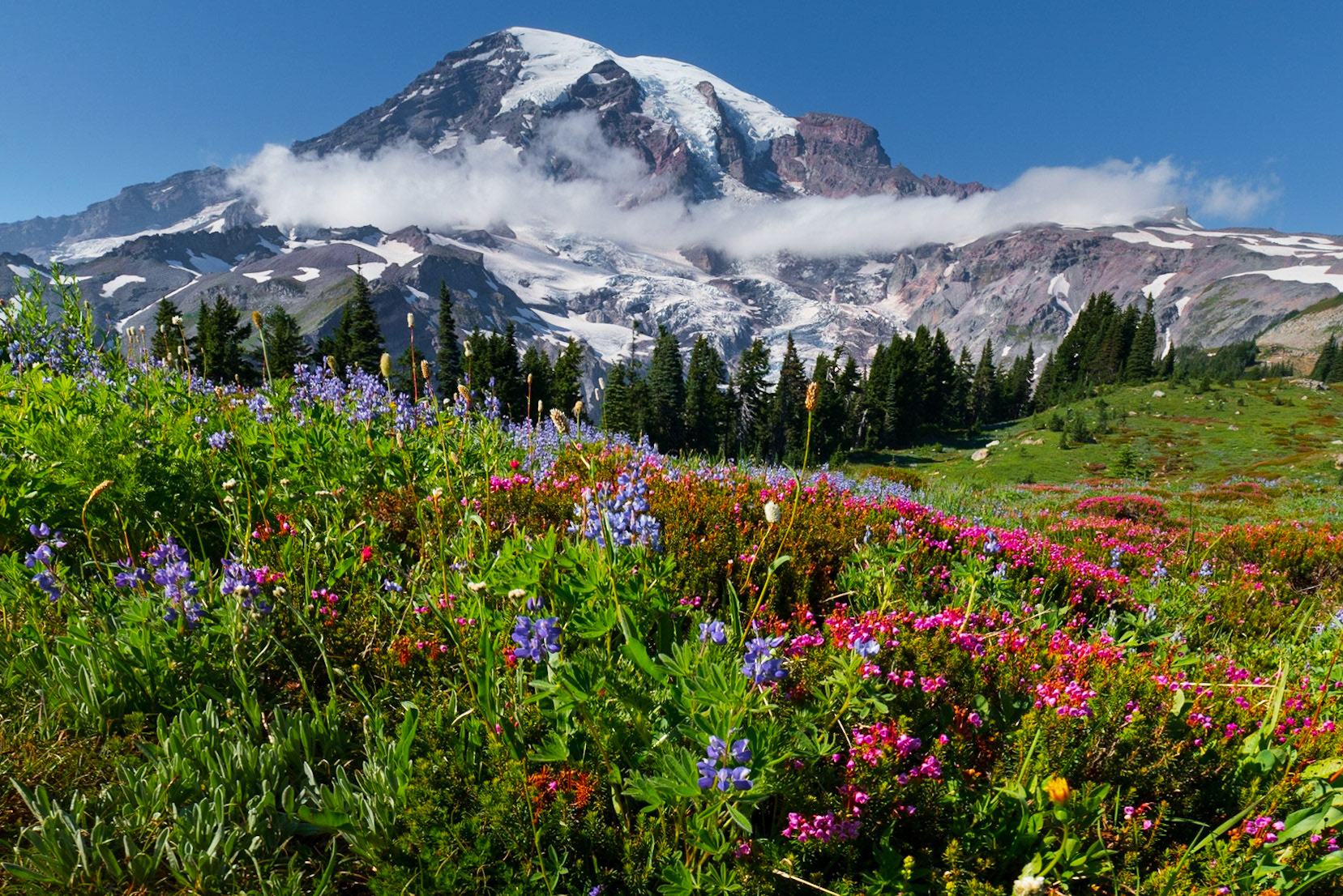 Mt Rainier in Bloom, 2020