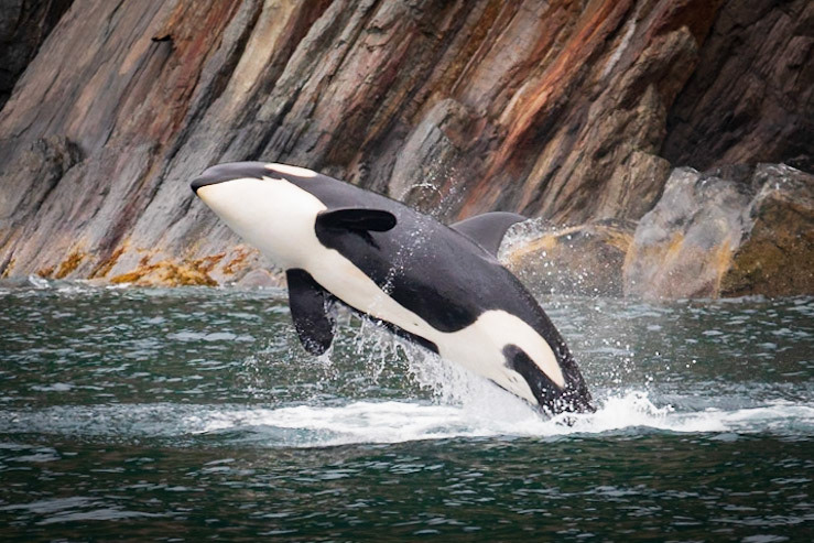 Orca in Kenai Peninsula, Alaska