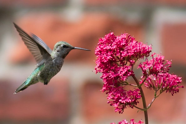 Humming Bird, Queen Anne, 2020