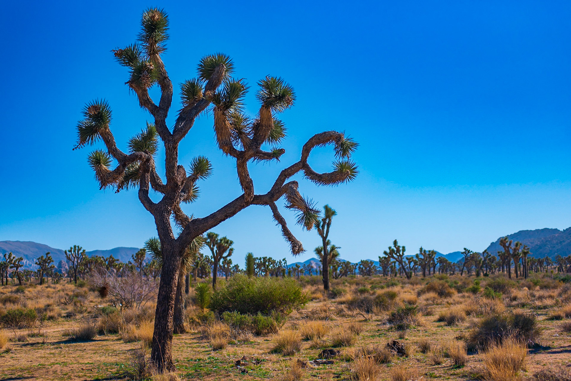 Joshua Tree National Park, 2022