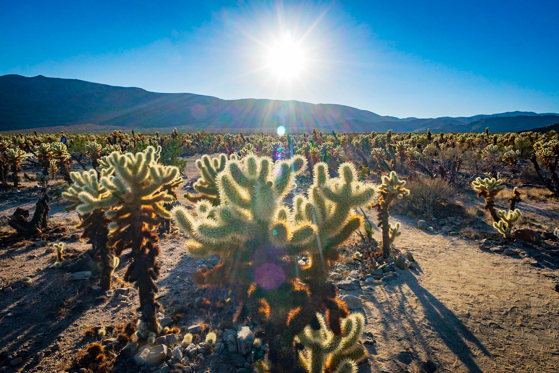 Joshua Tree National Park, 2022