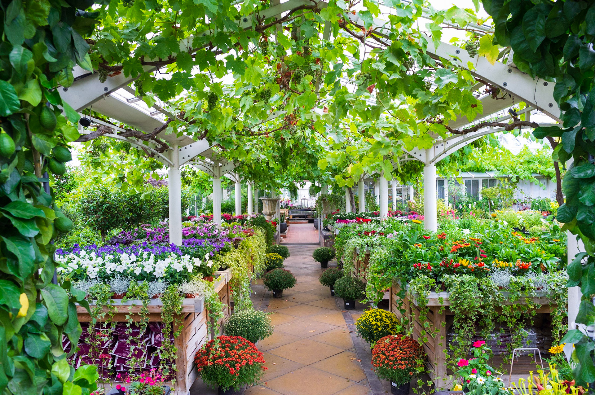Clifton Nurseries, Maida Vale, 2013