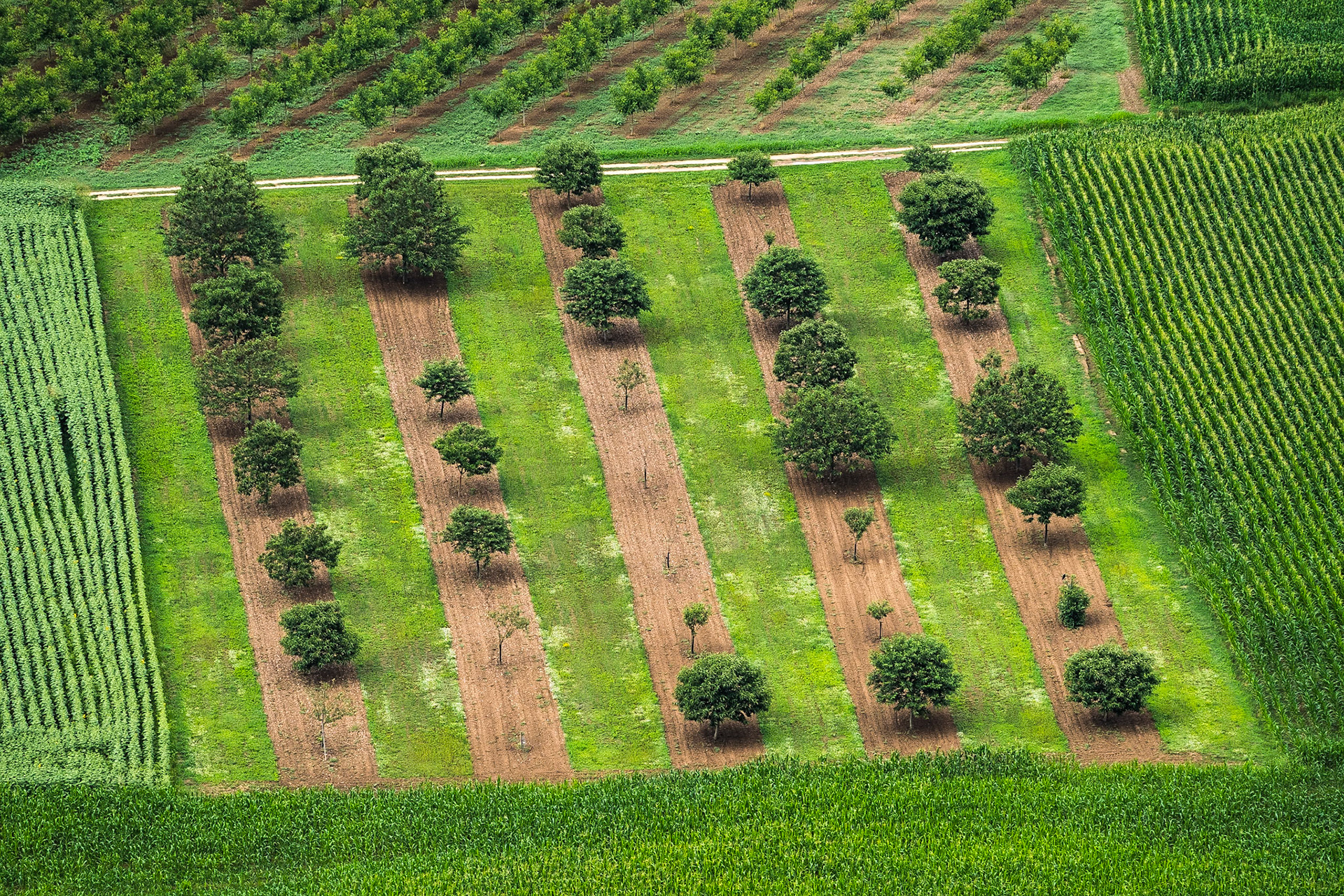 Field in the Dordogne, France