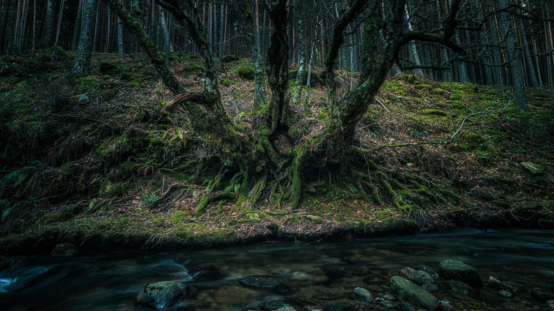 Formas en el bosque
