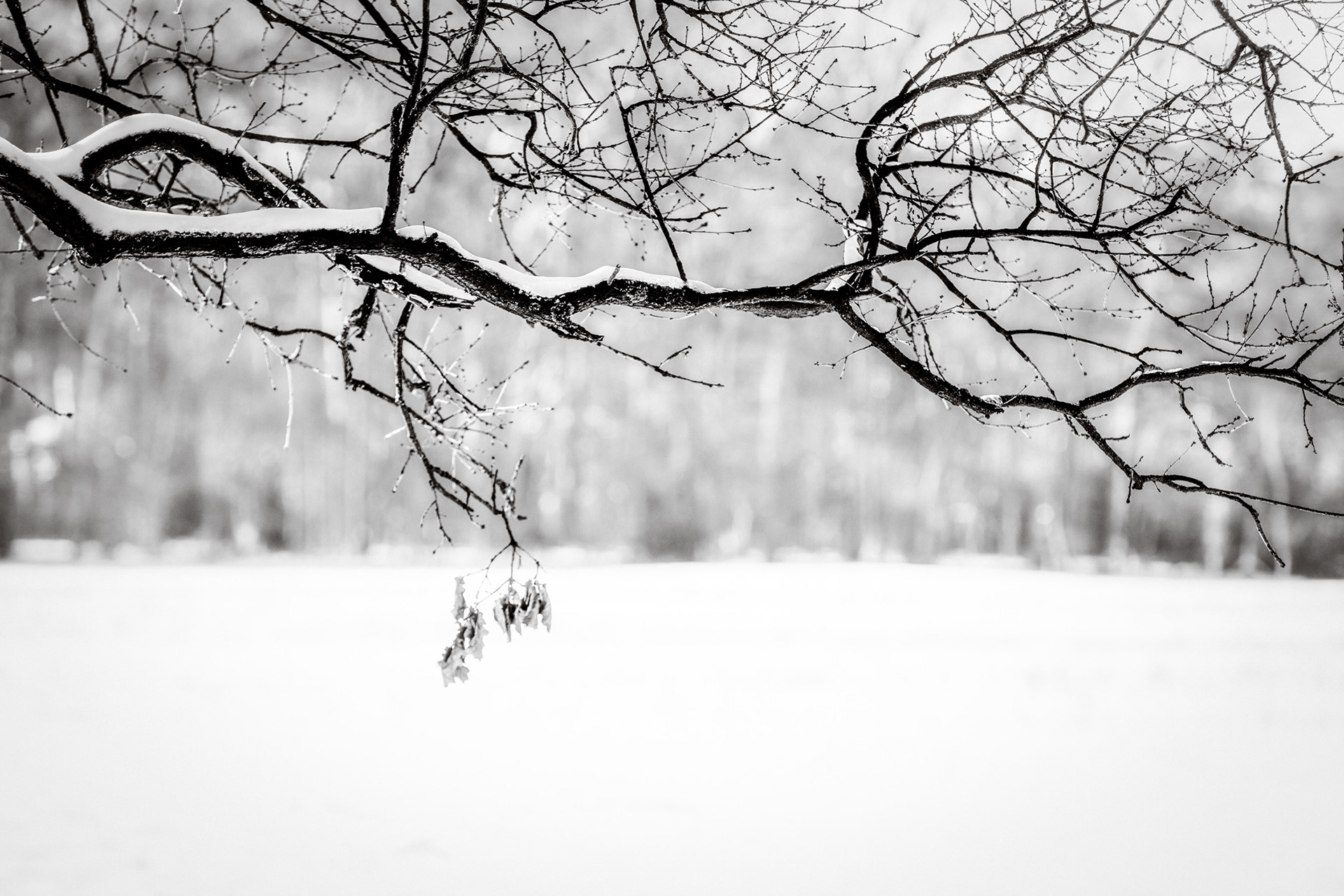 Weide Brusselse bossen