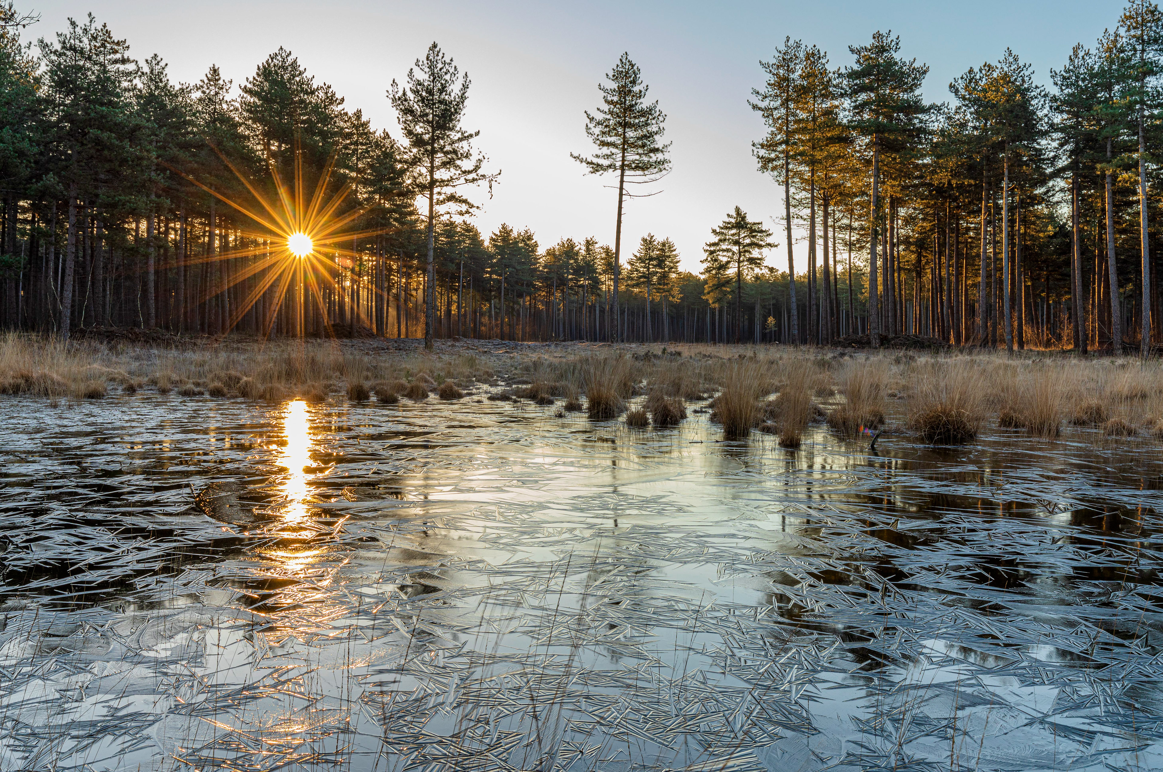 Zonsopgang Kalmthoutse Heide