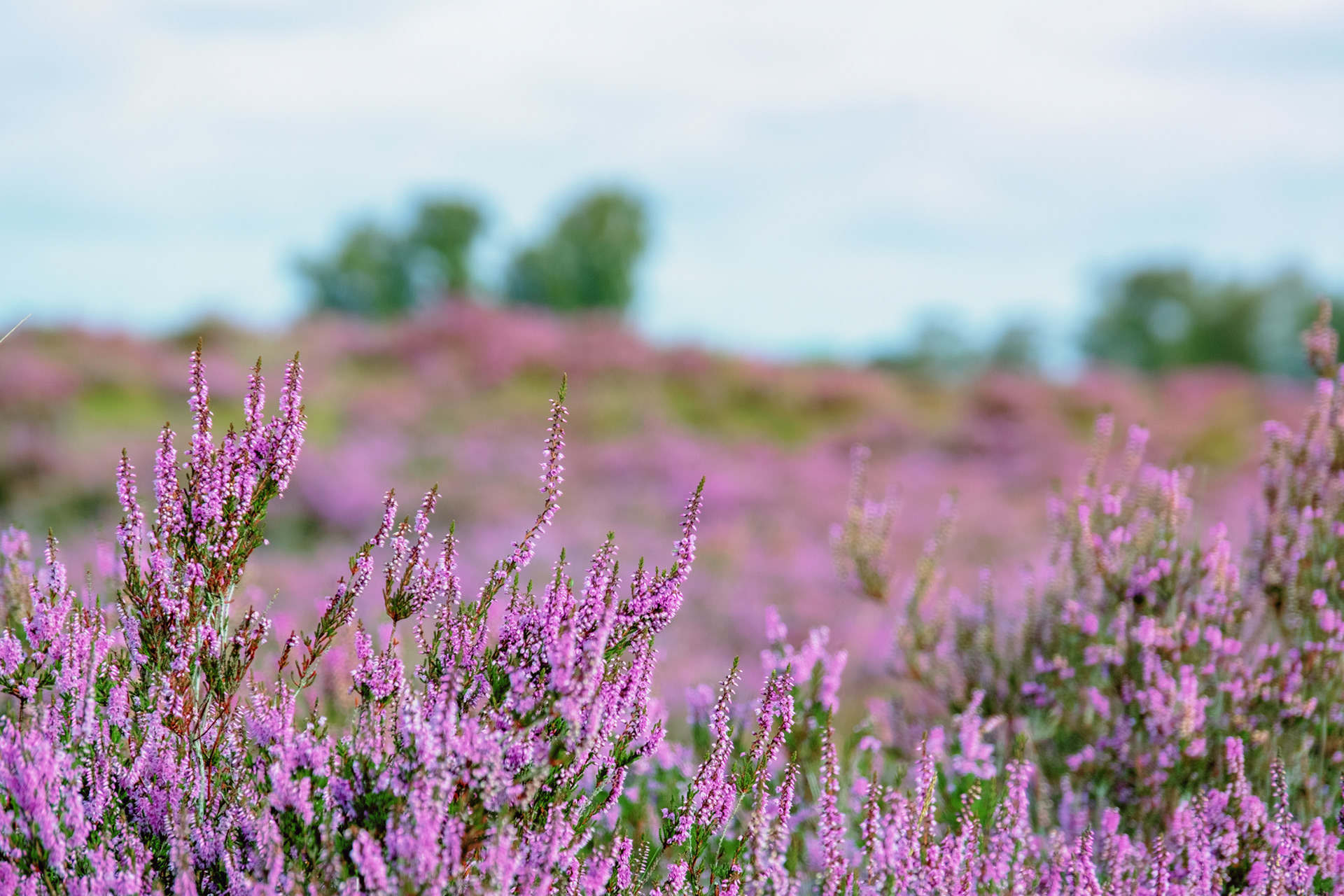 Heide in bloei
