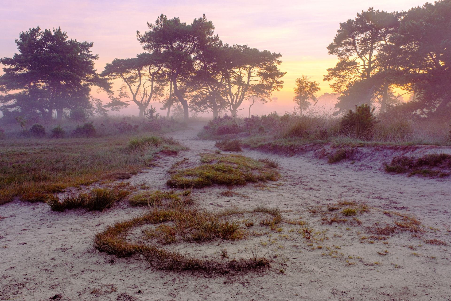 Kalmthoutse heide