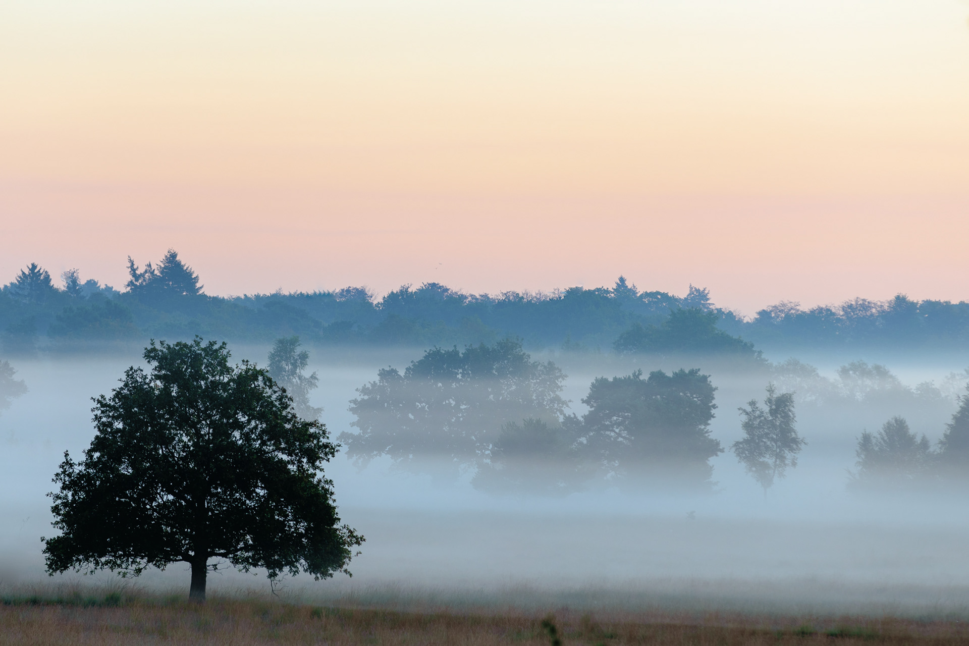 Kalmthoutse heide