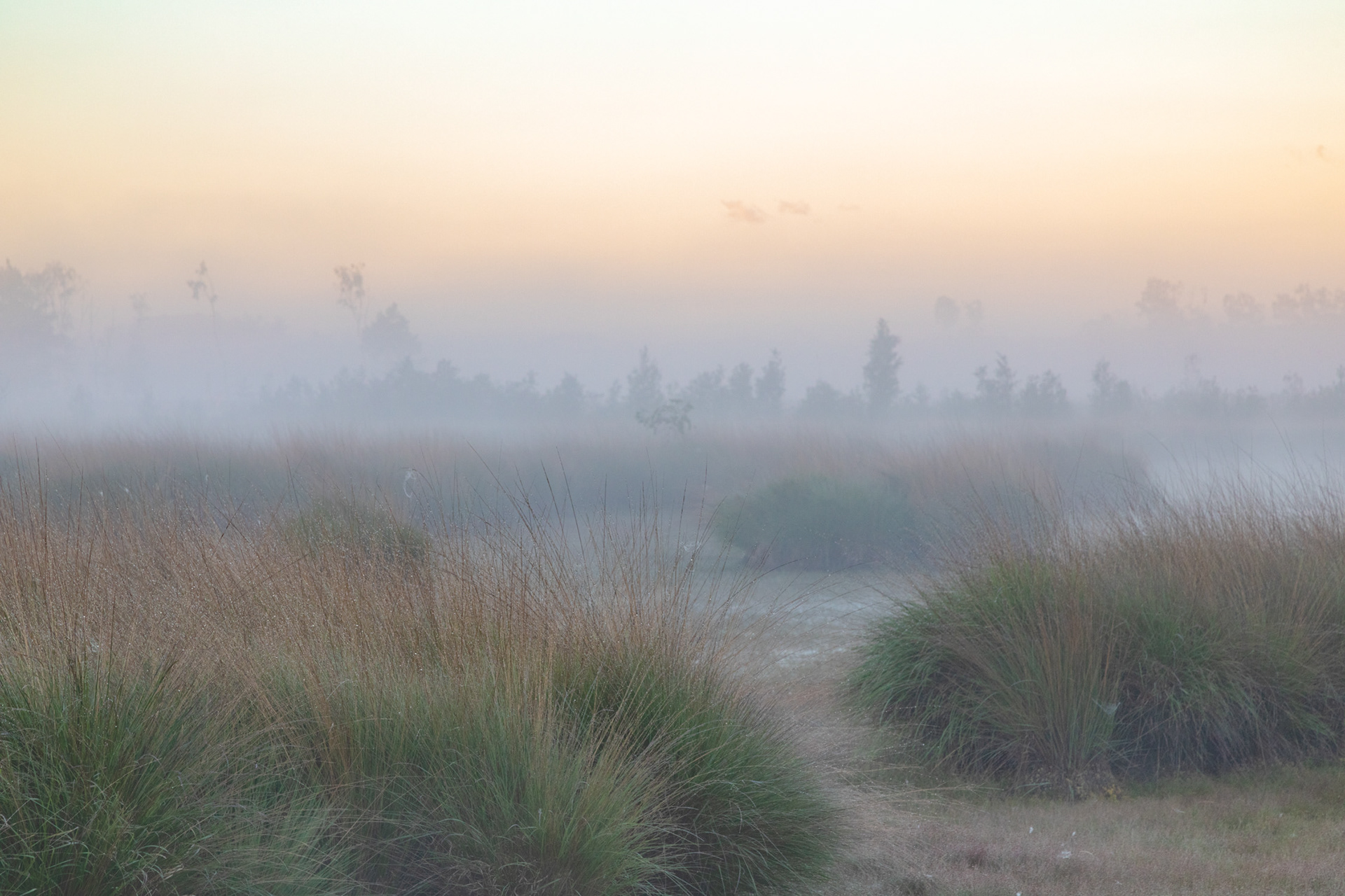 Kalmthoutse heide