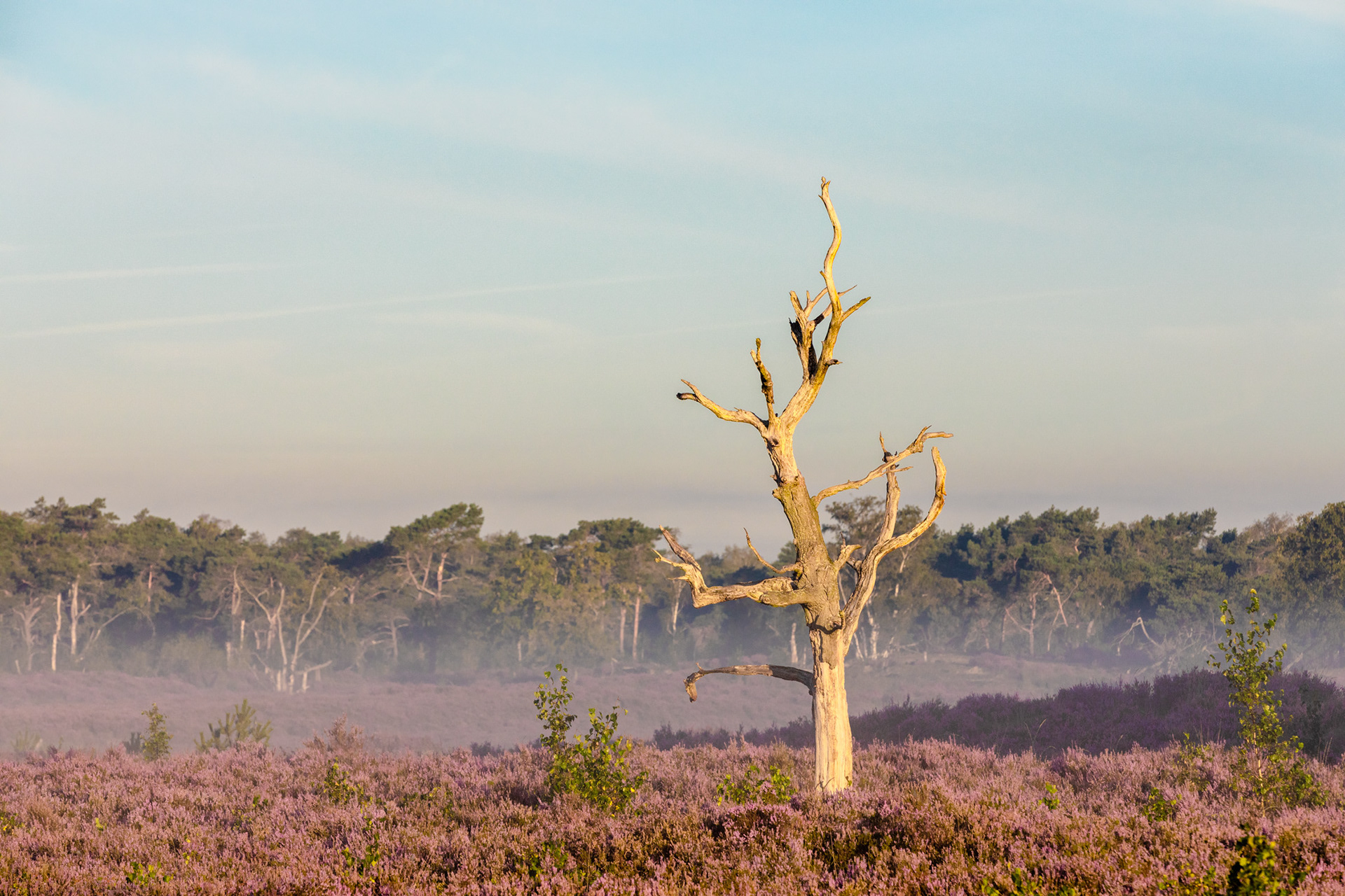 Grenspark Kalmthoutse Heide