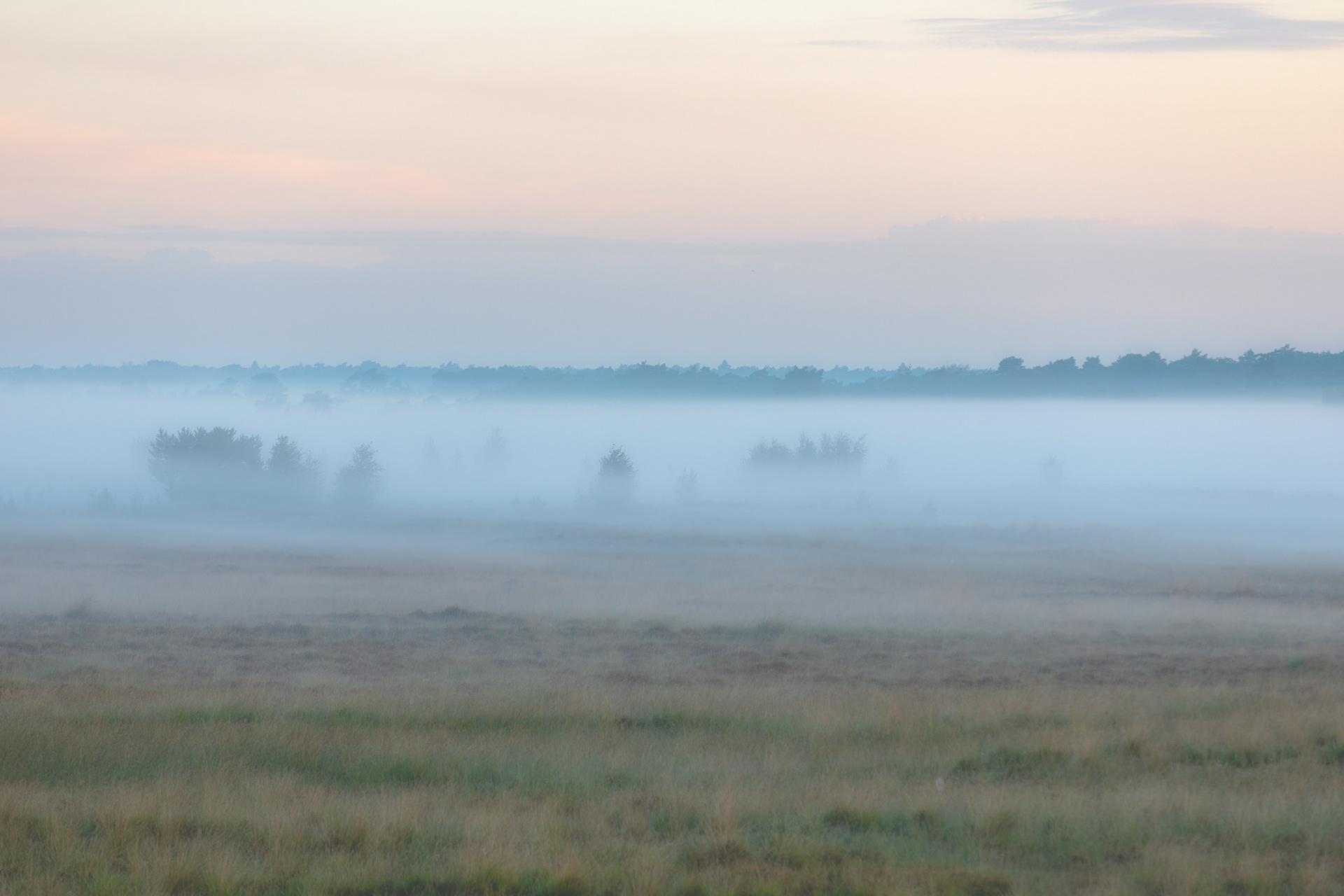 Kalmthoutse heide