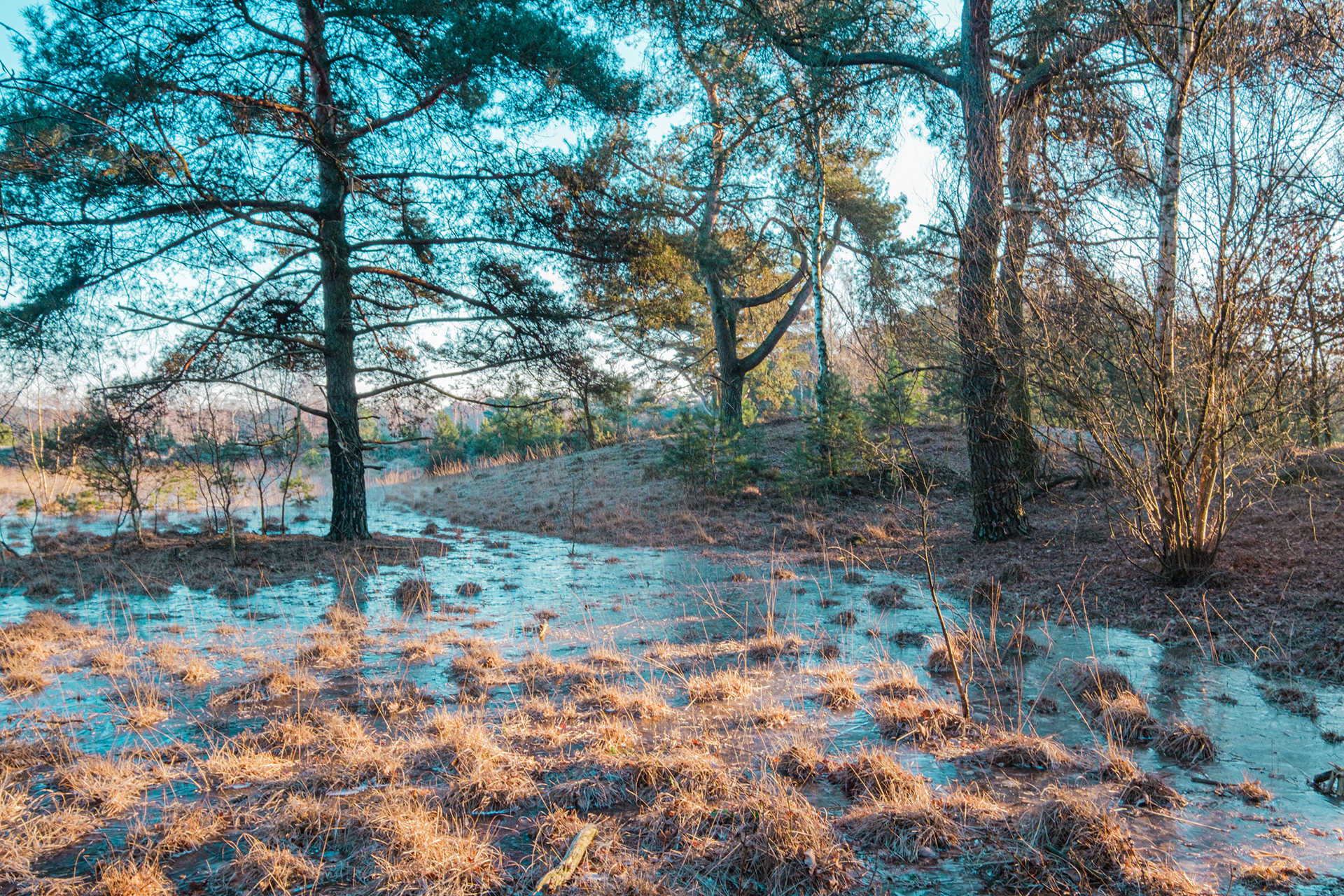 Kalmthoutse Heide winter