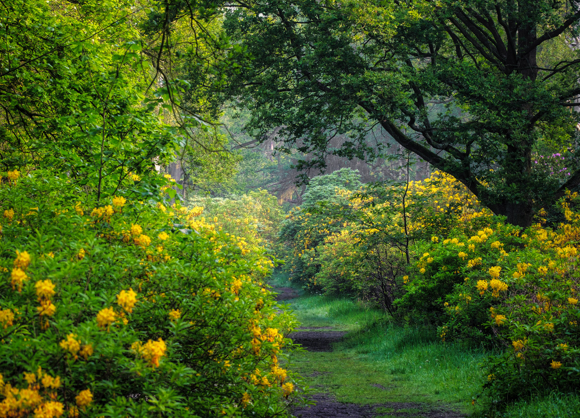 Azaleagang Vordenstein